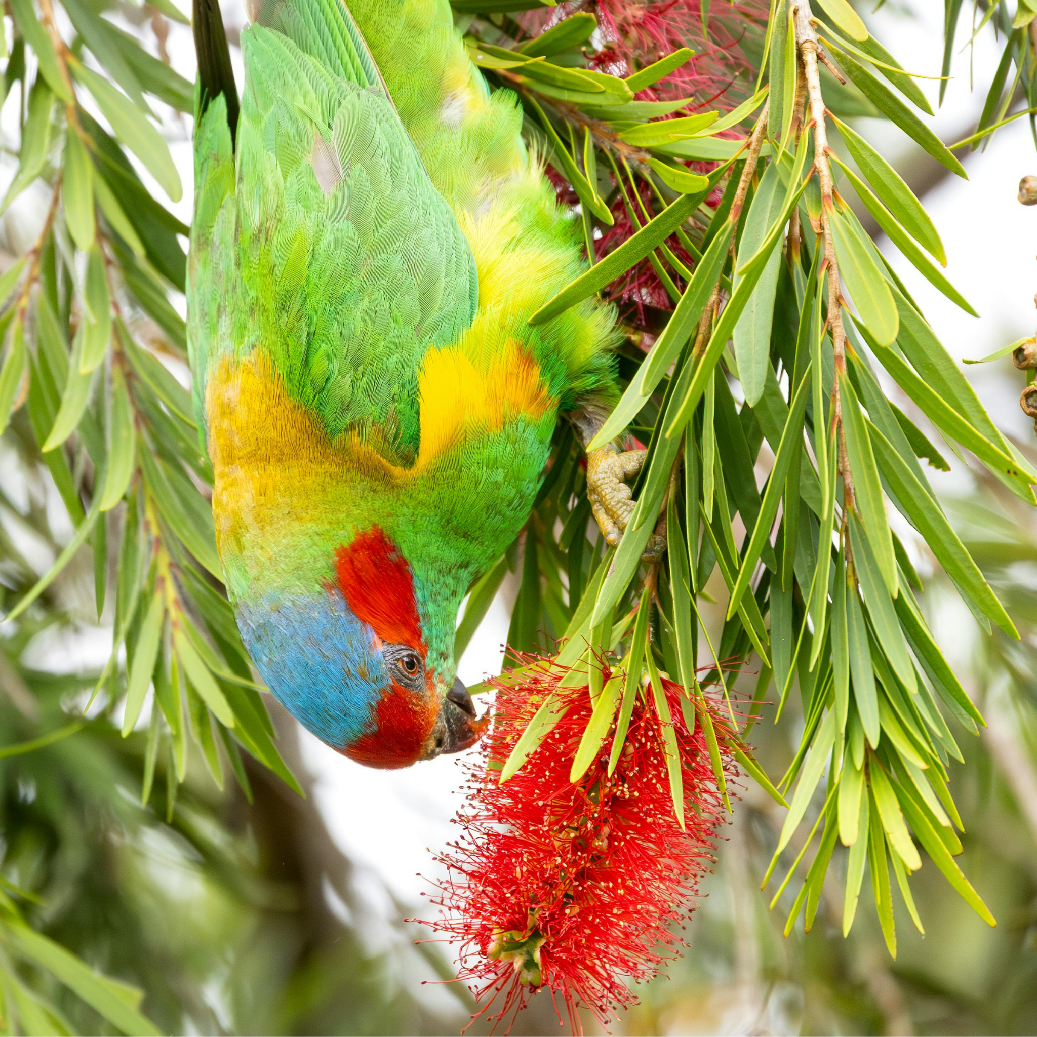 Weeping Bottlebrush - Callistemon viminalis 'Dawson River Weeper'