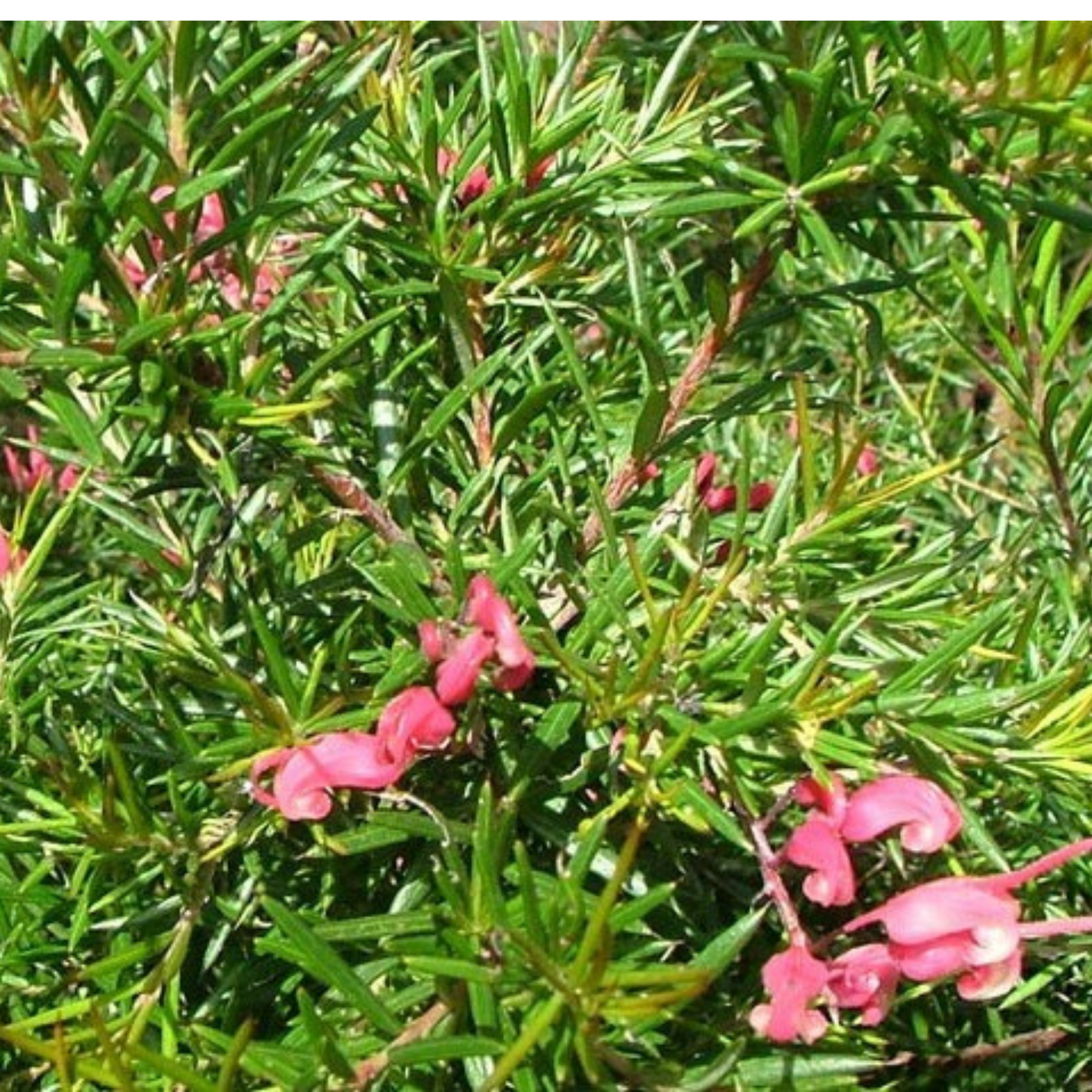 Rosemary Grevillea - Grevillea rosmarinifolia