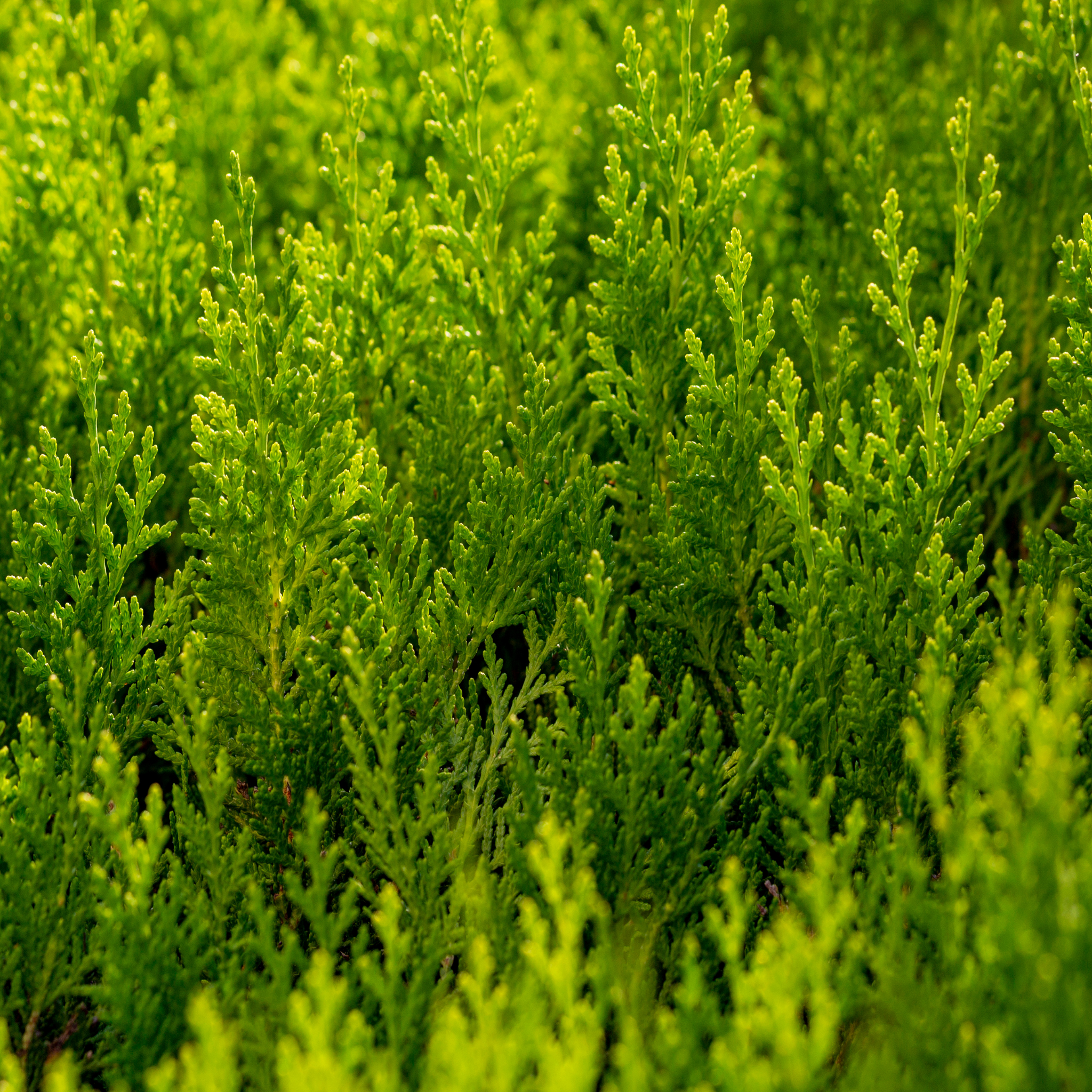 Cupressocyparis leylandii Castlewellan Gold - Leyland Cypress