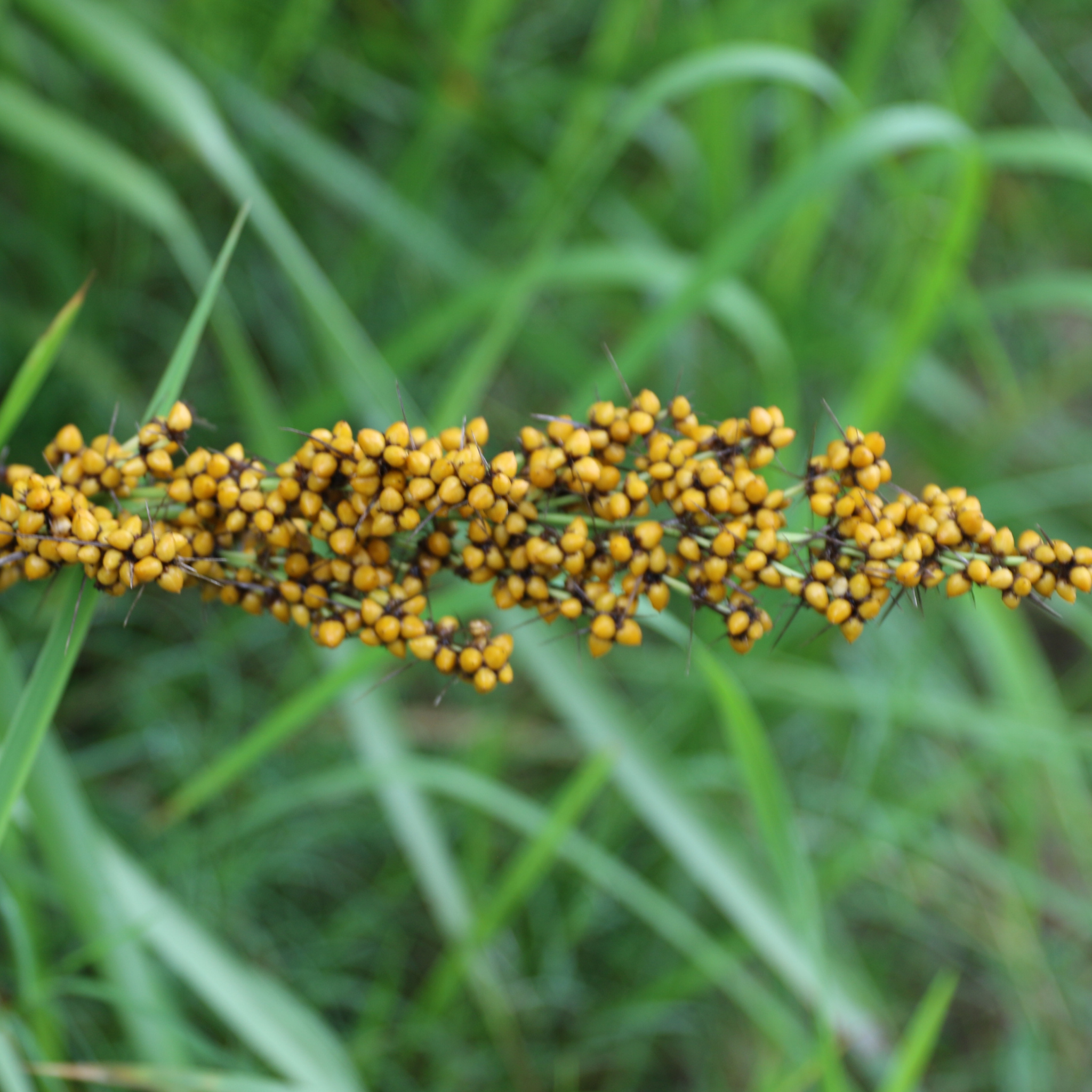 Lomandra Nyalla - Lomandra longifolia Nyalla PBR