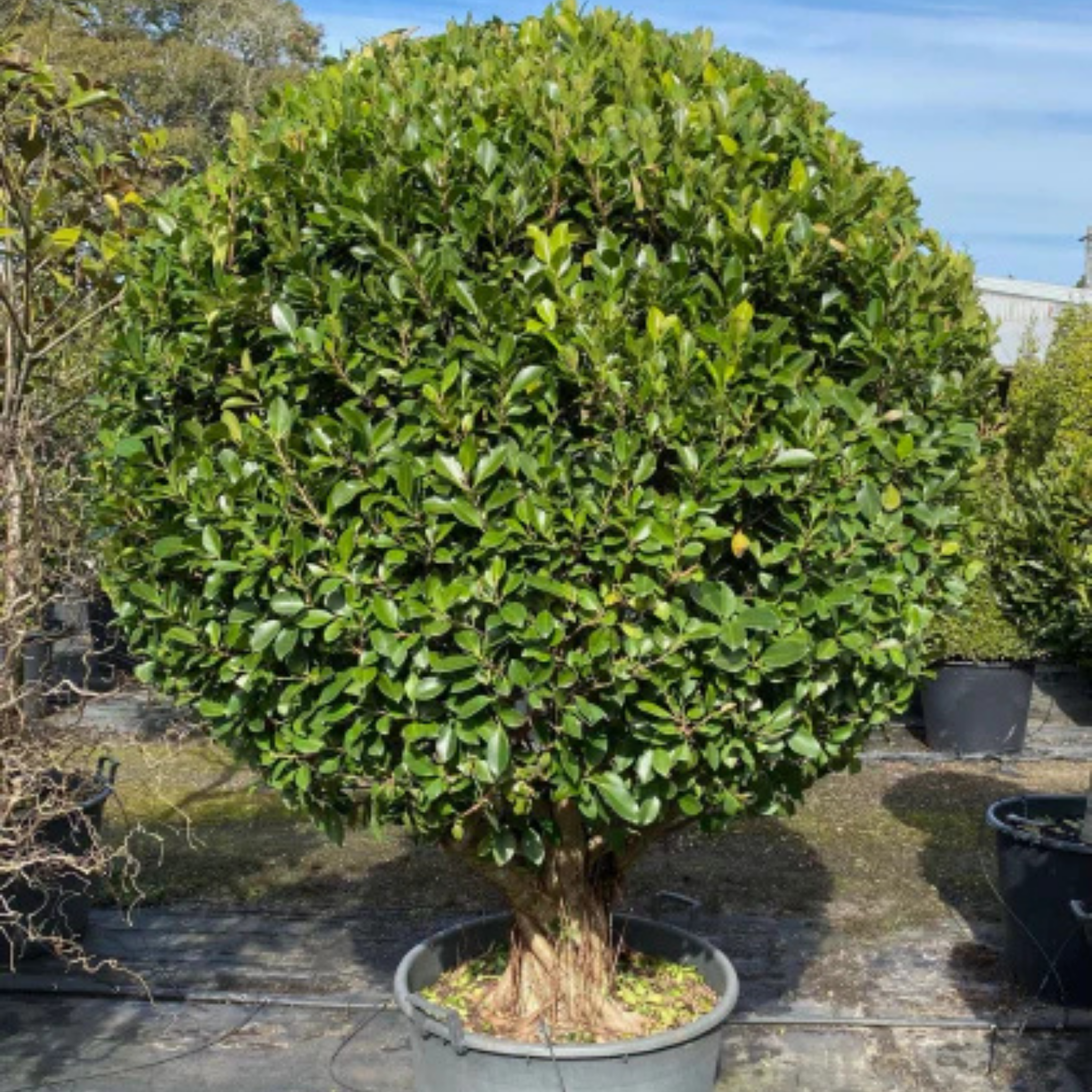 Hills Weeping Fig - Ficus microcarpa hillii Emerald