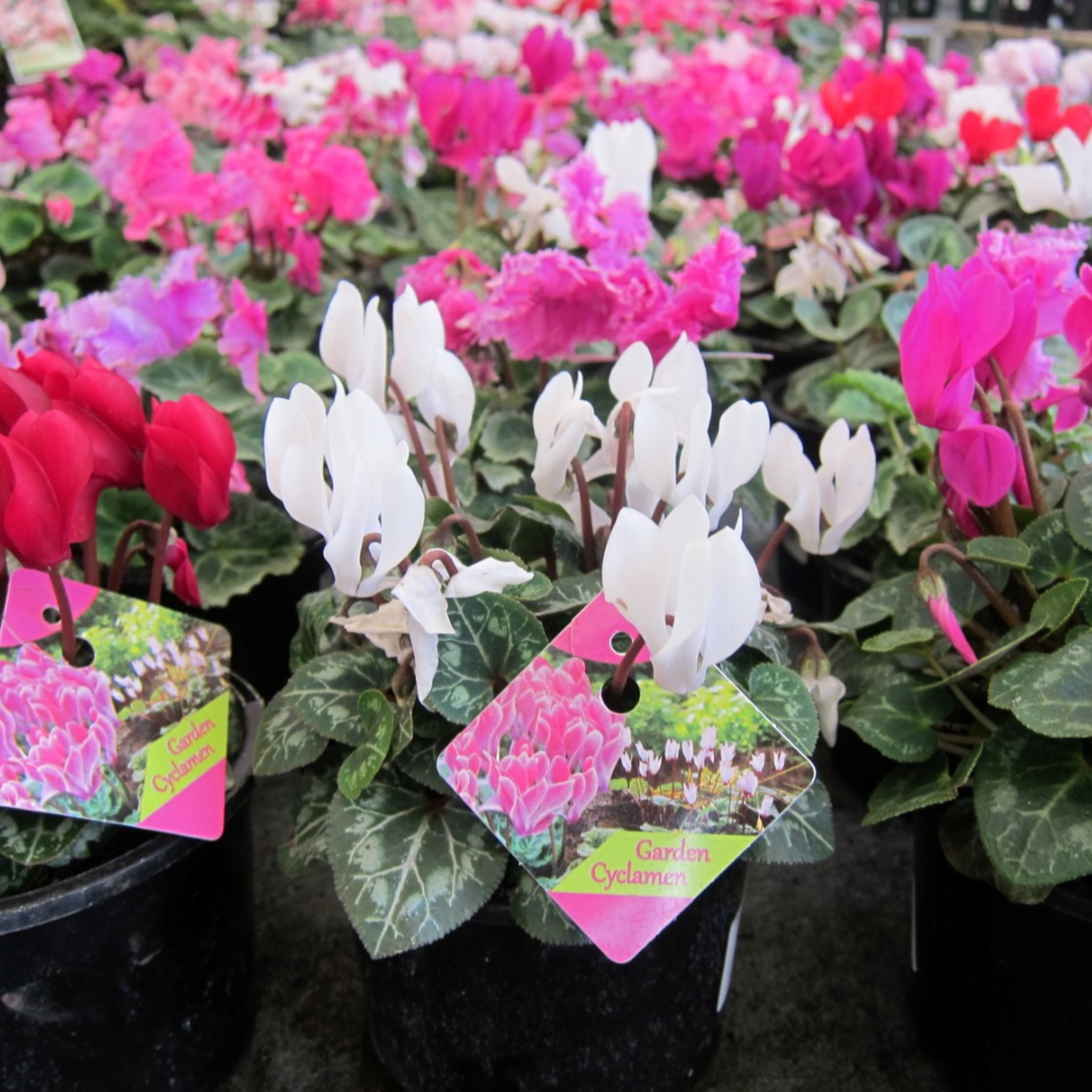 Cyclamen Assorted