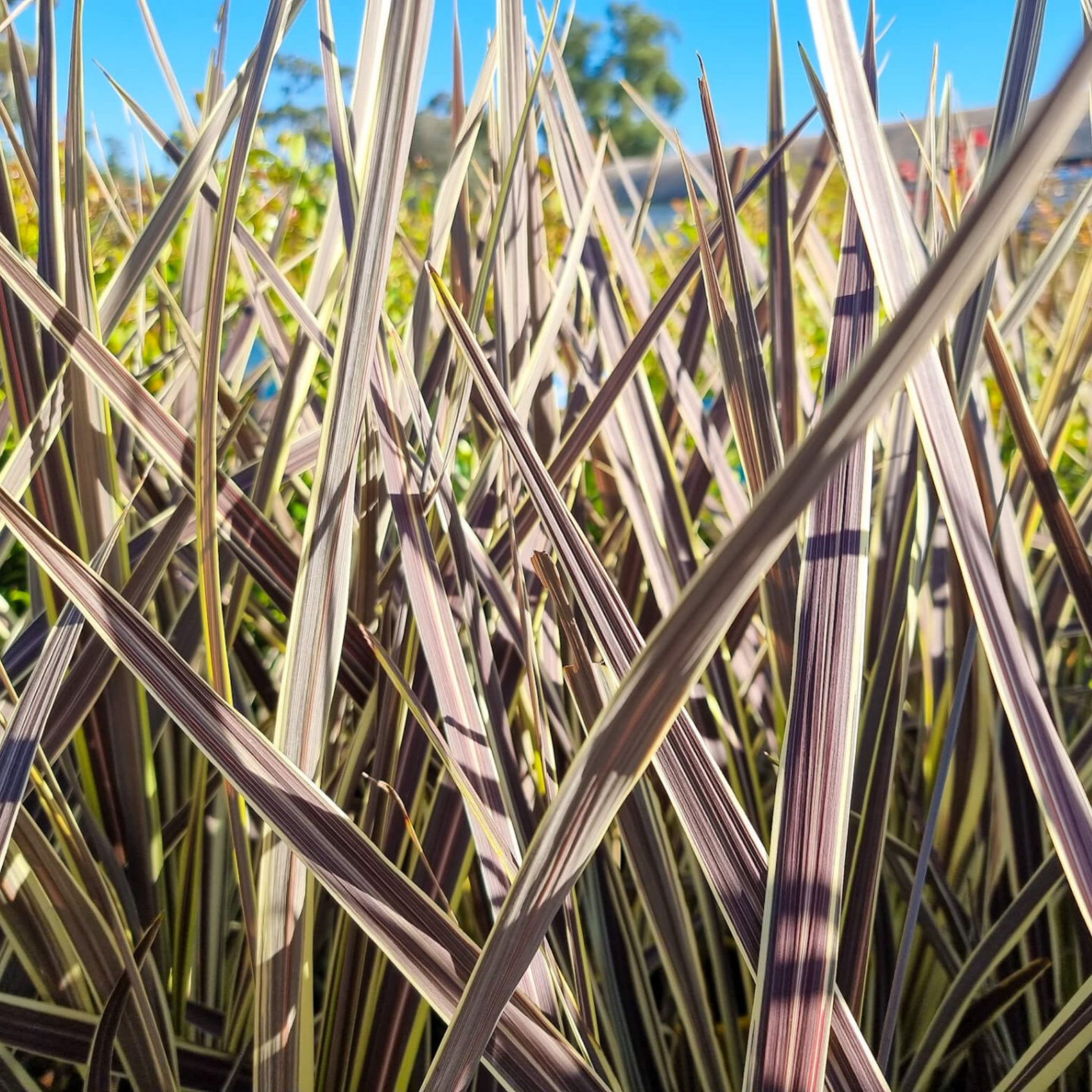 Electric Flash Cabbage Tree - Cordyline banksii 'Electric Flash'