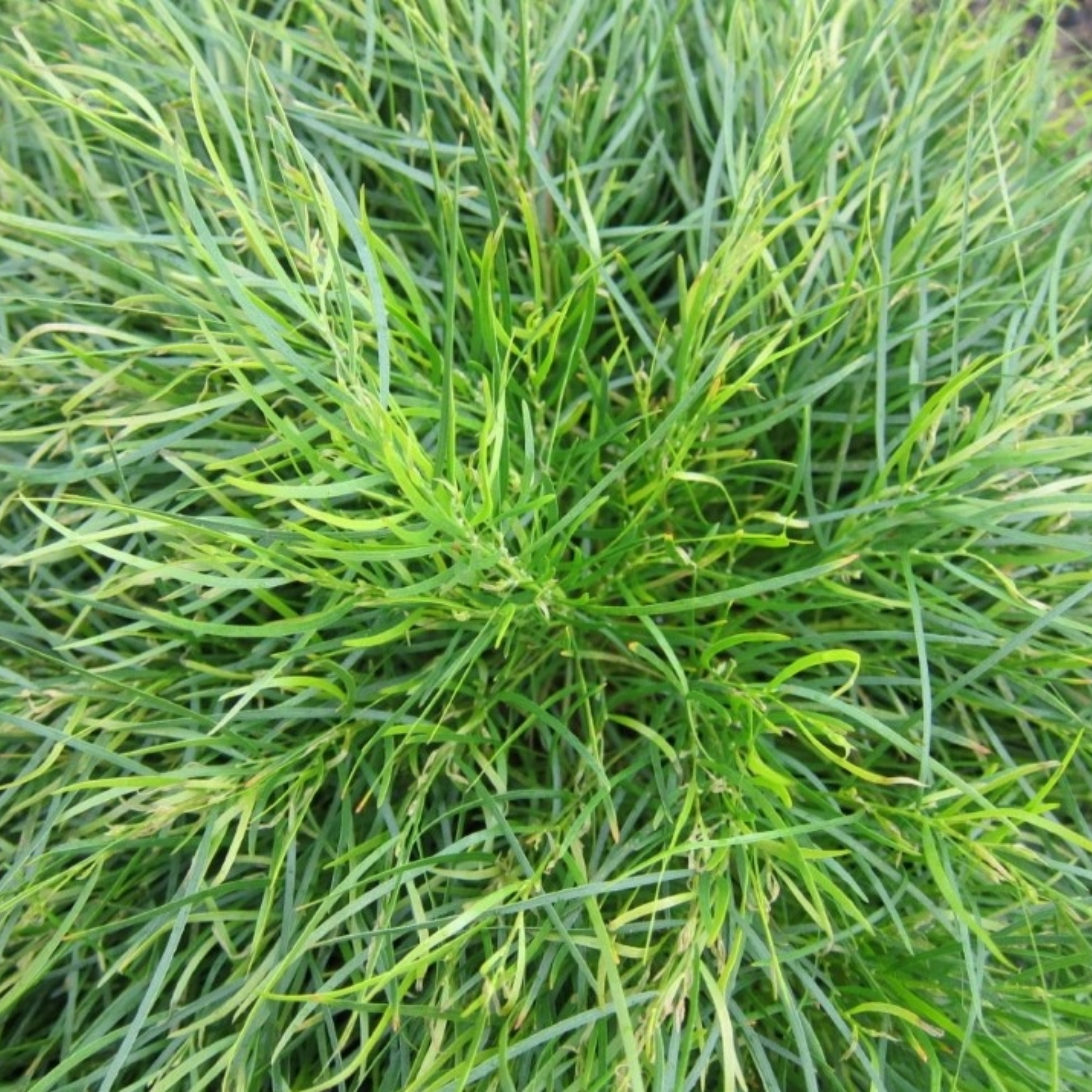 Dwarf River Wattle - Acacia cognata Limelight