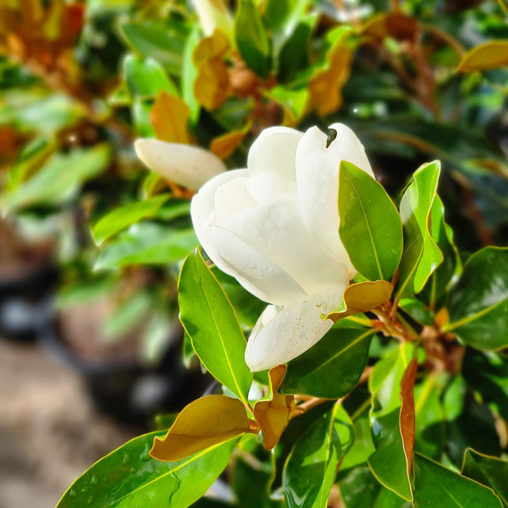 Magnolia Little Gem - Magnolia grandiflora Little Gem