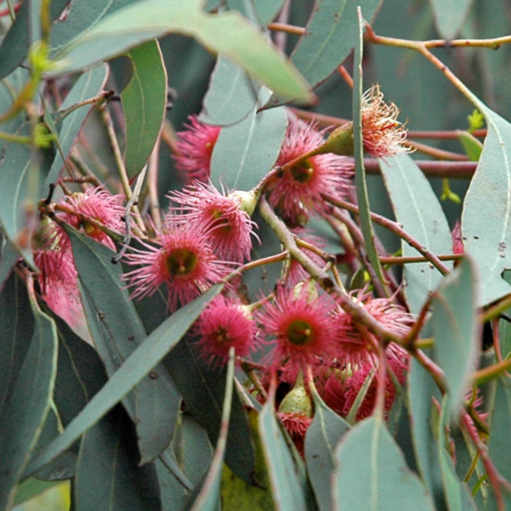 Pink Flowering Ironbark - Eucalyptus sideroxylon Rosea