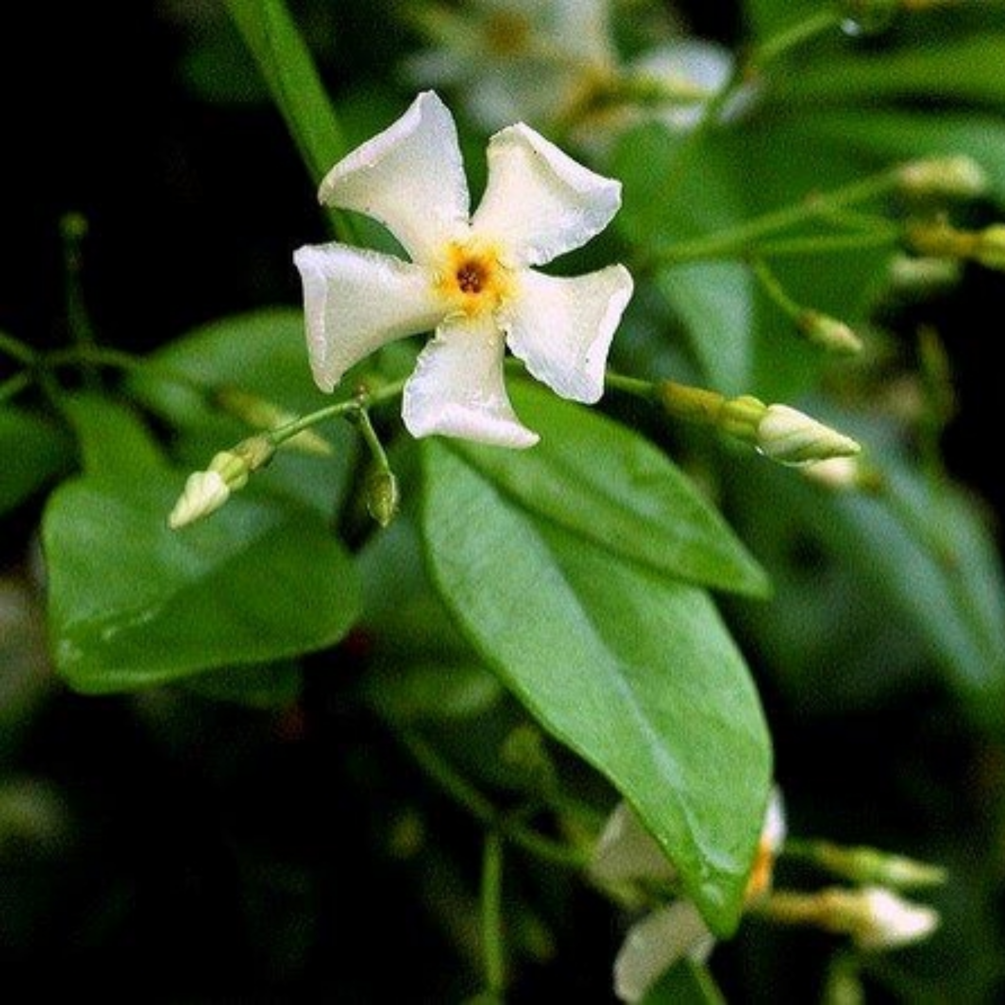 Japanese Star Jasmine - Trachelospermum asiaticum