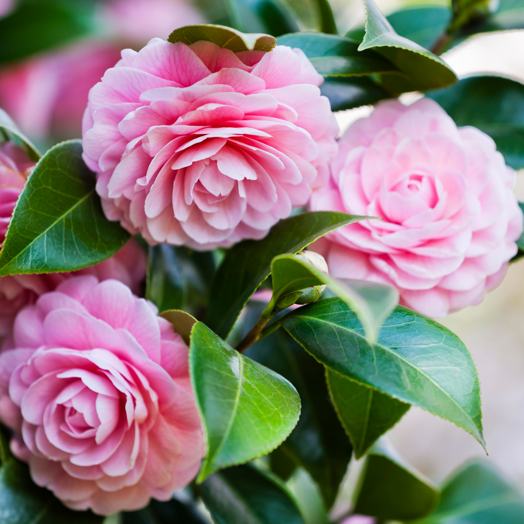 Camellia hybrida E G Waterhouse