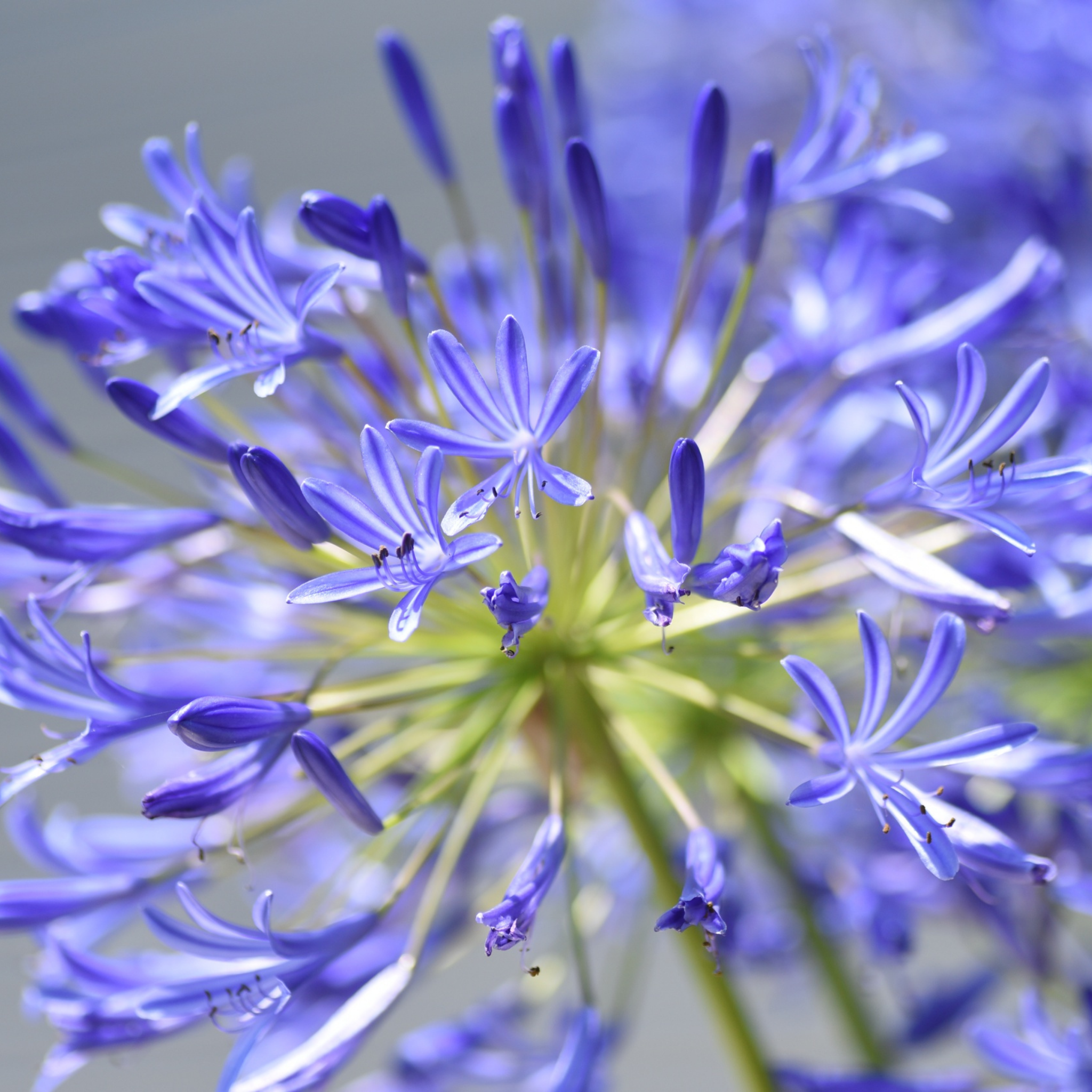 Blue Agapanthus praecox - Lily of the Nile, African Lily