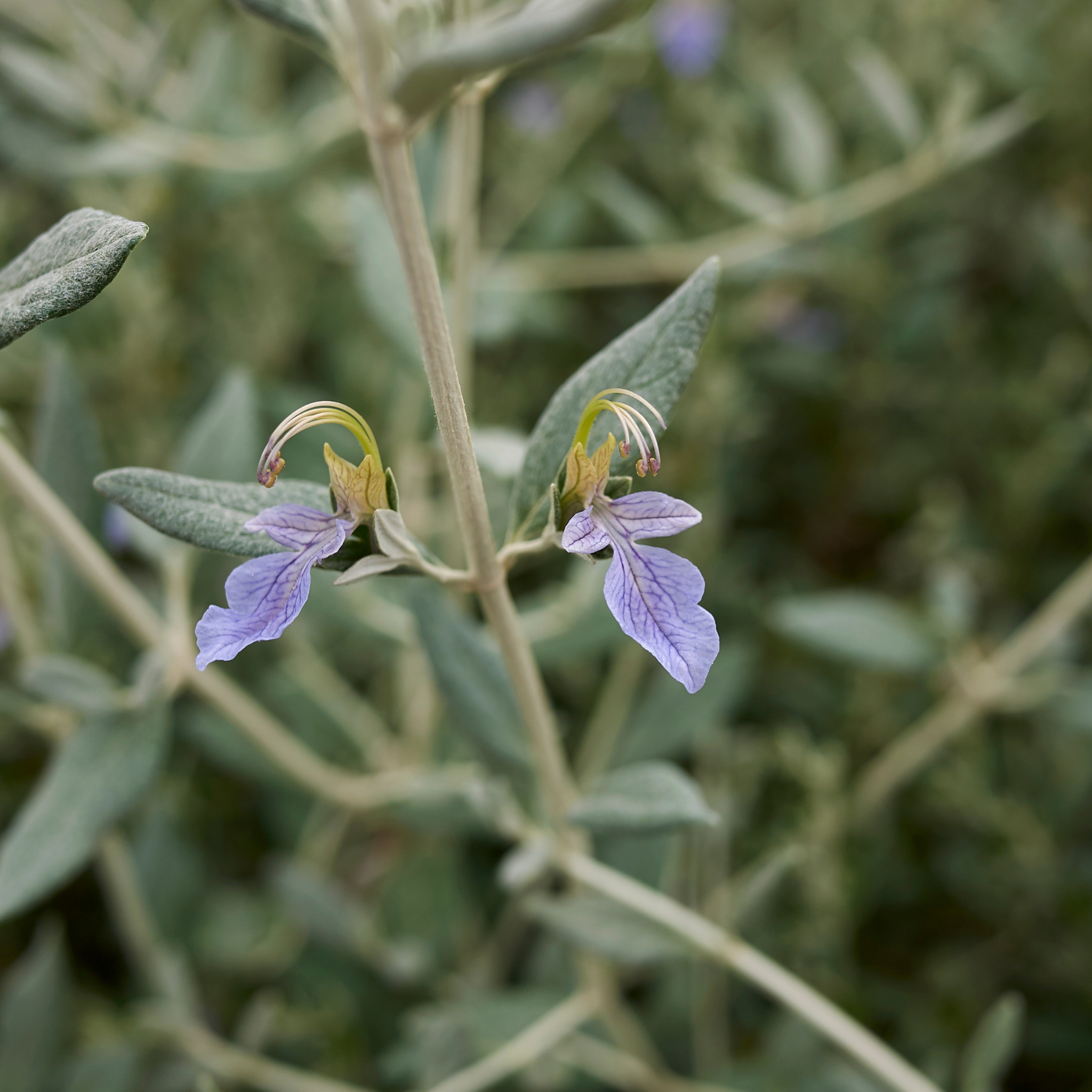 Shrubby Germander - Teucrium fruticans