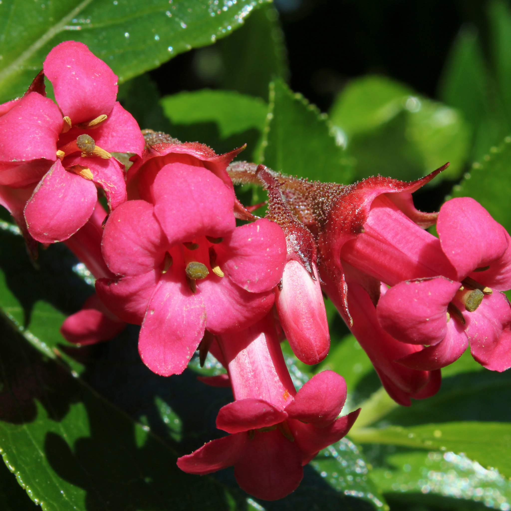Escallonia Dwarf Pink Pixie - Escallonia hybrida 'Pink Pixie'