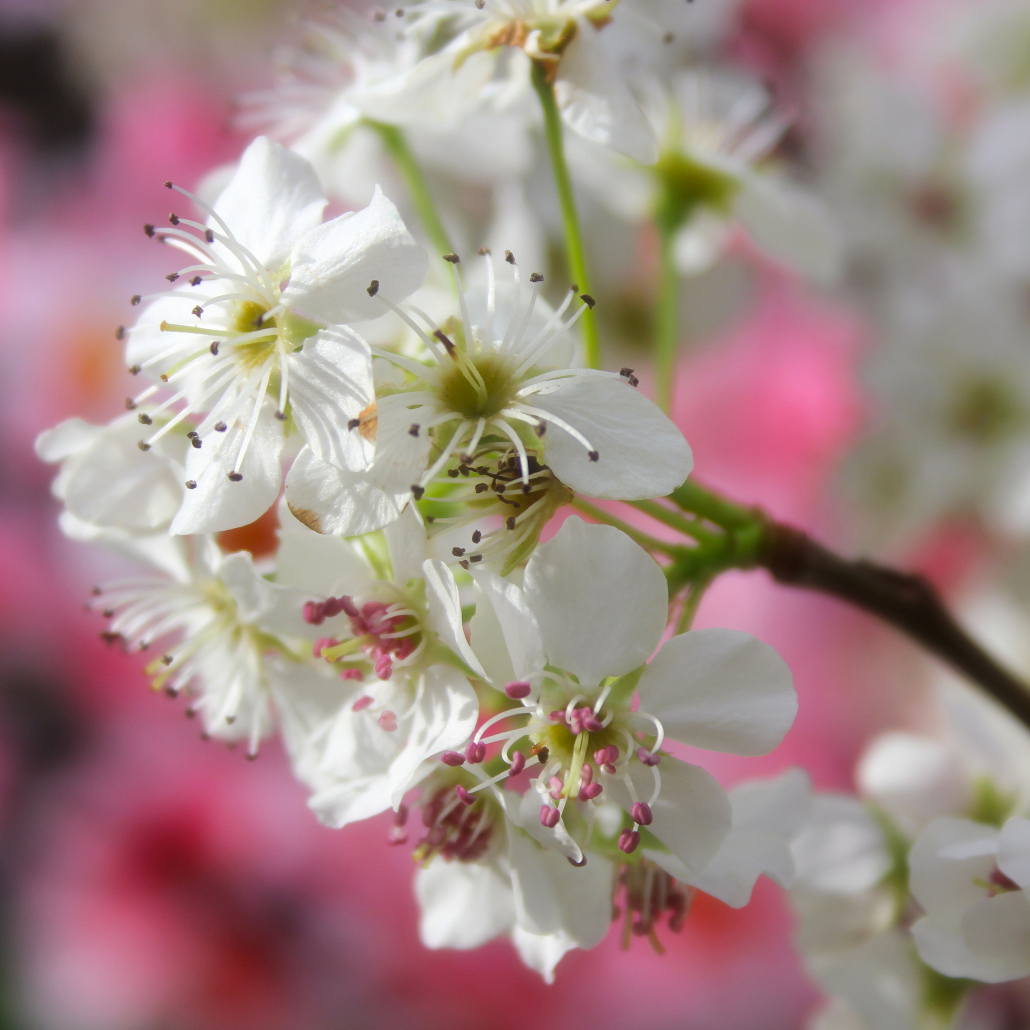 Ornamental Callery Pear Bradford - Pyrus calleryana Bradford