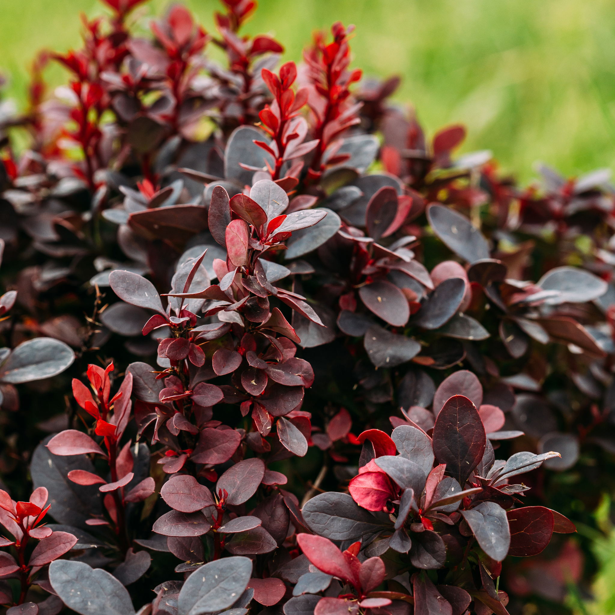 Purple Japanese Barberry - Berberis thunbergii atropurpurea