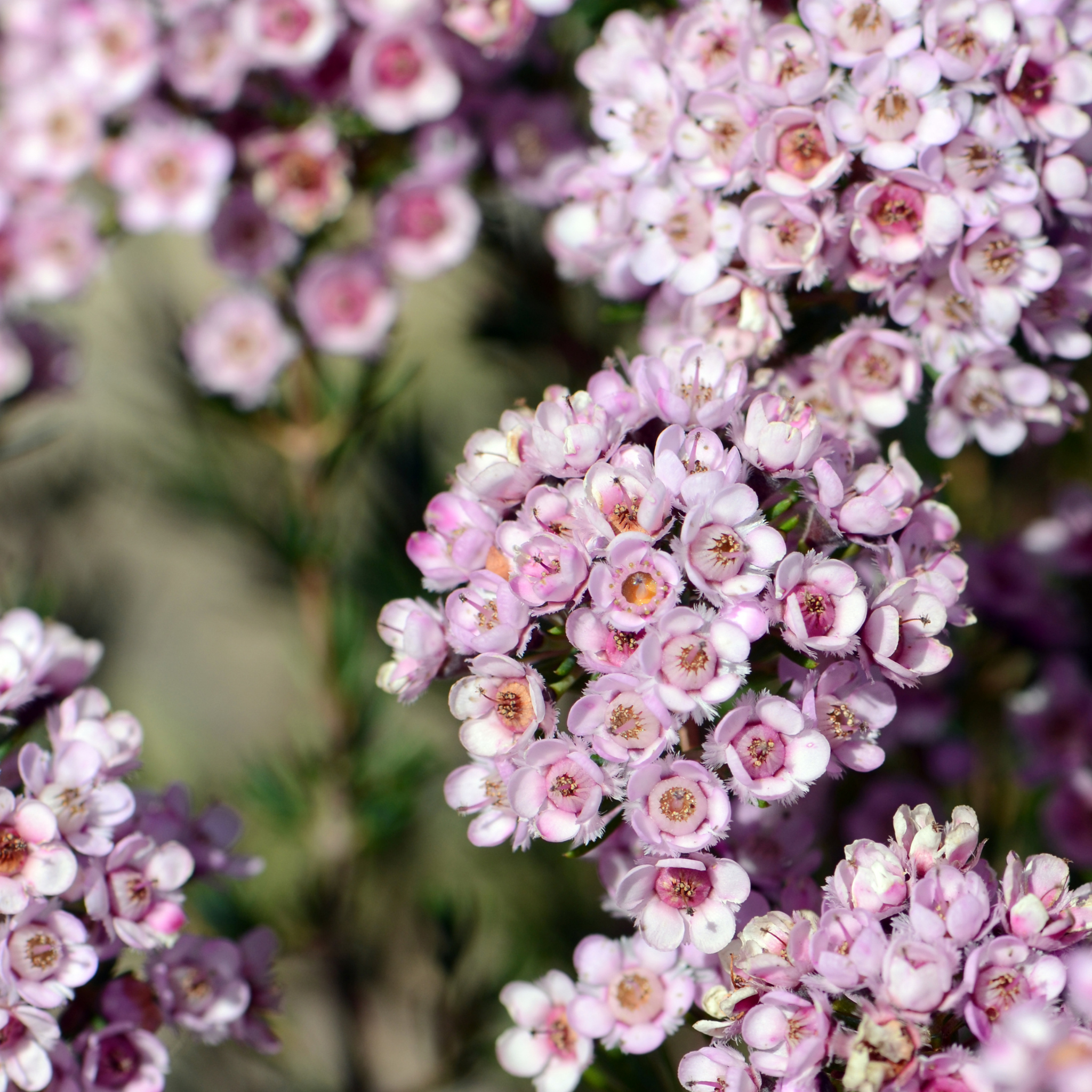 Paddys Pink Waxflower - Chamelaucium verticordia 'Paddys Pink'
