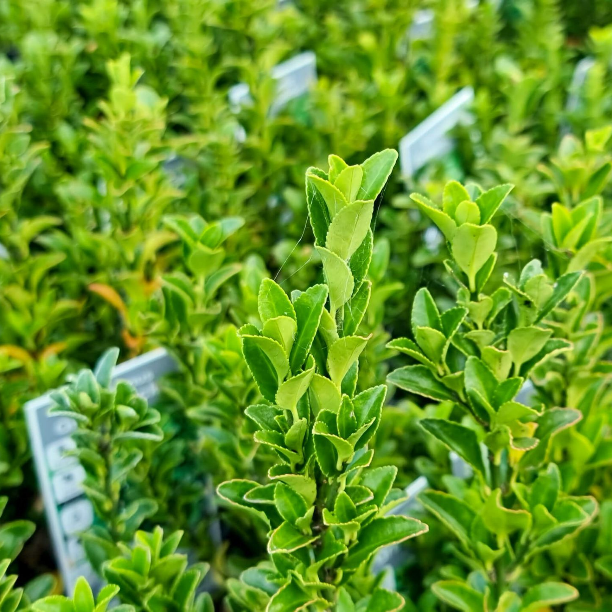 Japanese Spindle Bush - Euonymus japonicus Green Rocket