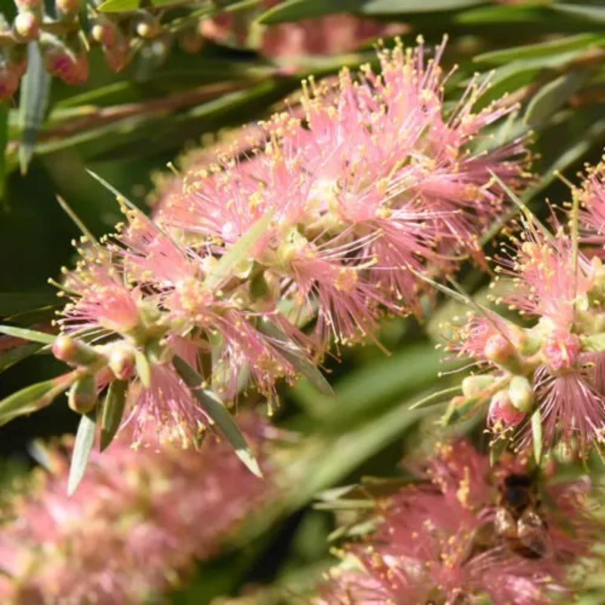Pink Bottlebrush - Callistemon hybrida 'Injune'