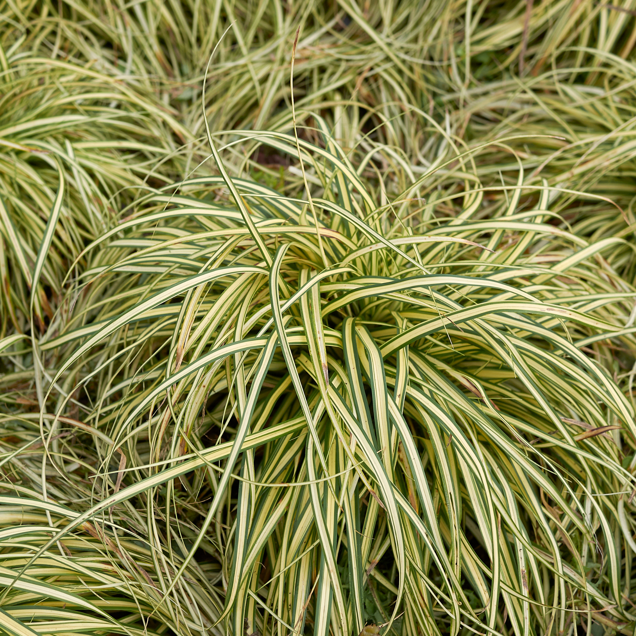 Close-up of variegated grass with green and yellow leaves
