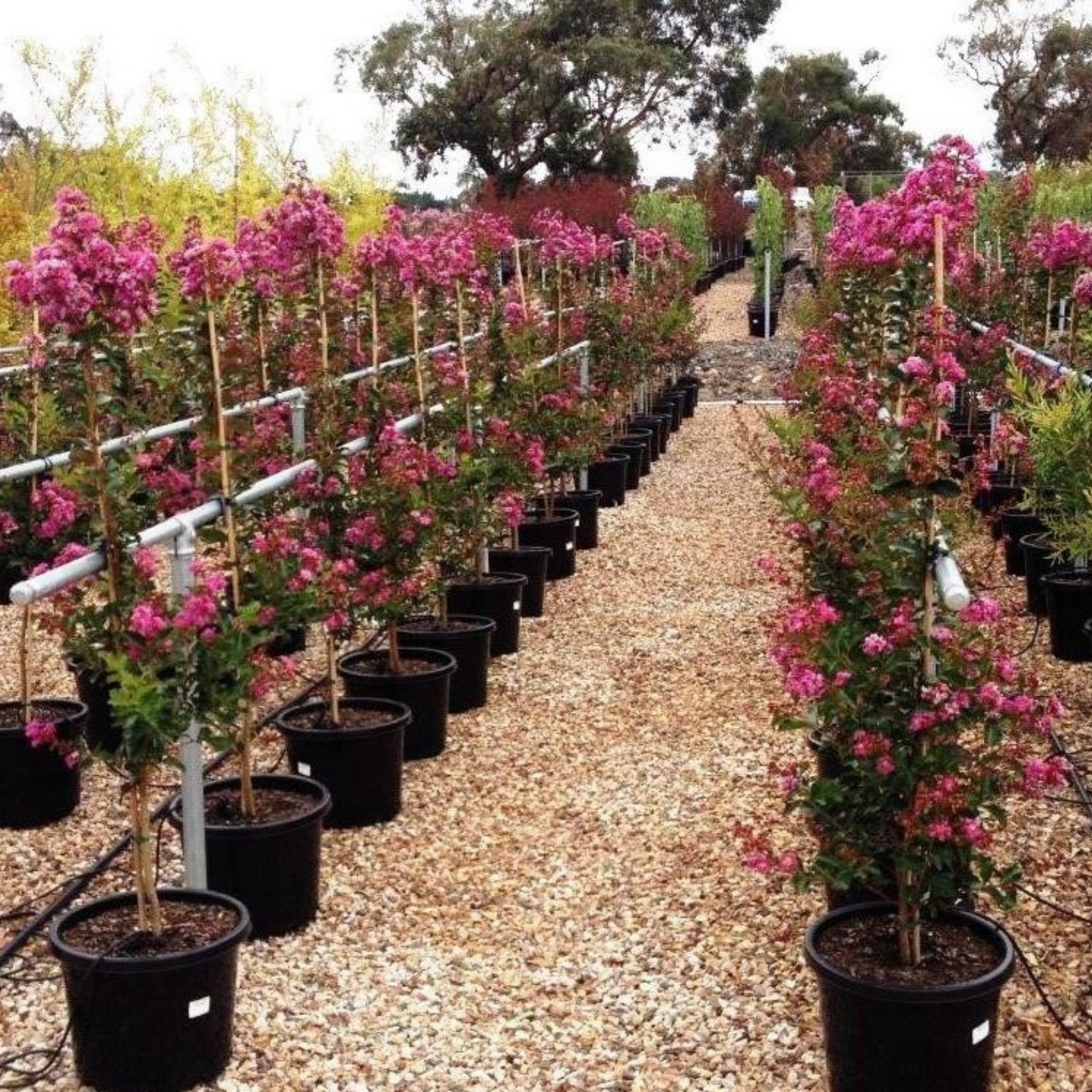 Purple Crepe Myrtle 'Zuni' - Lagerstroemia indica fauriei Zuni
