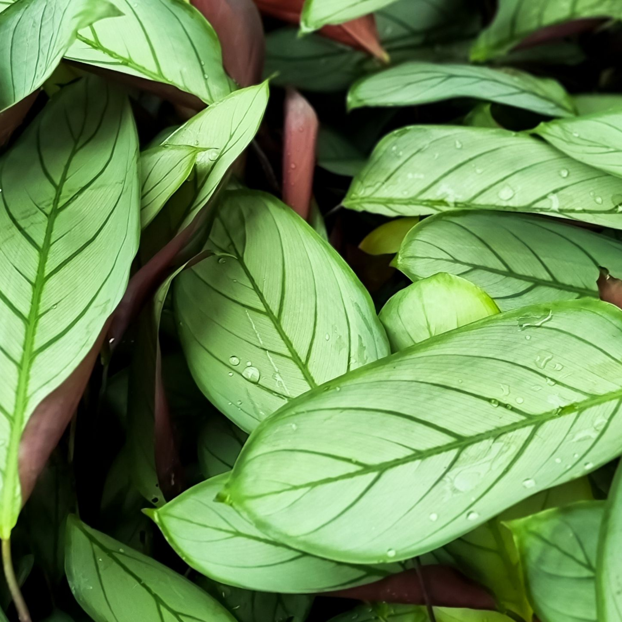 Never Never Grey Star Plant - Ctenanthe setosa 'Grey Star'
