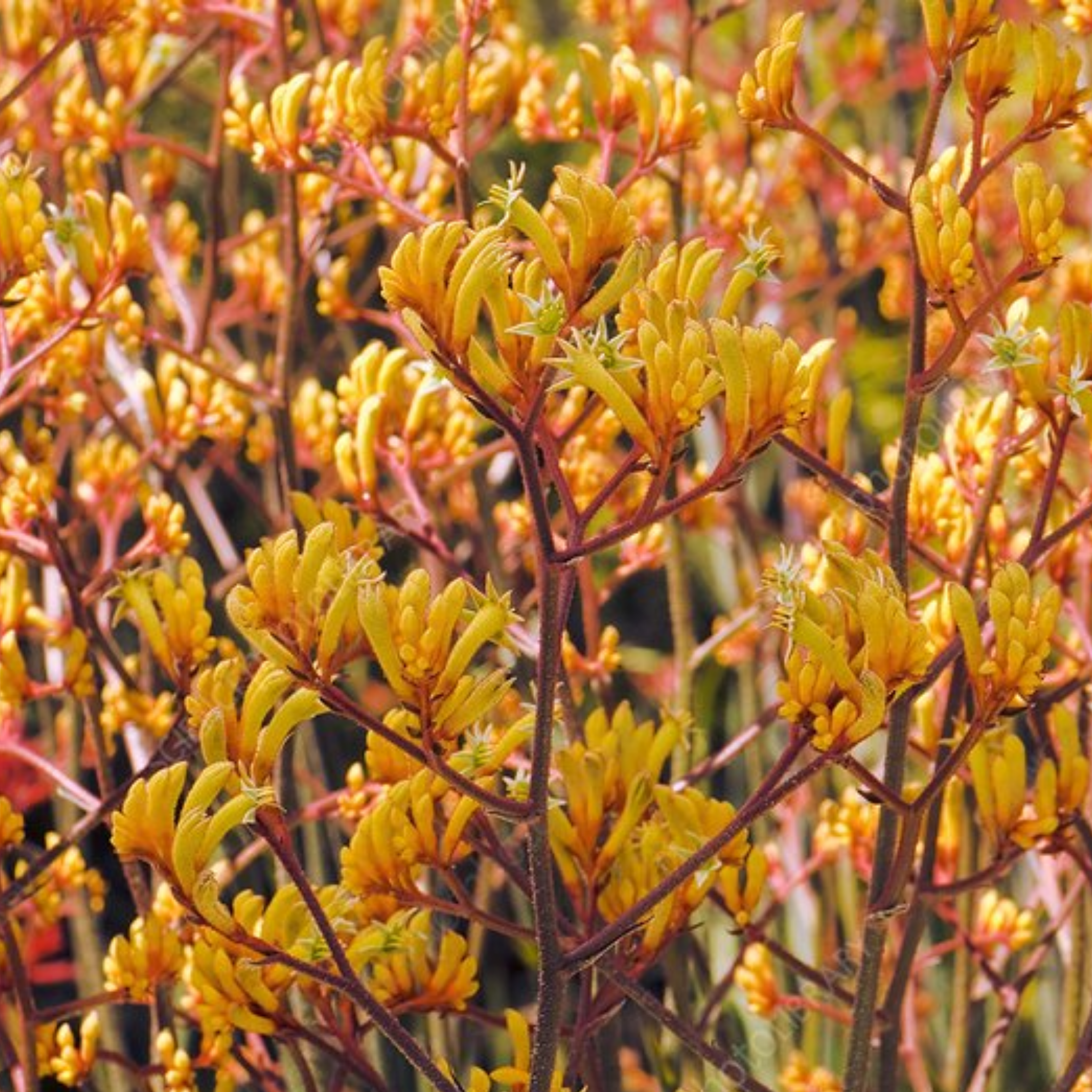 Tall Kangaroo Paw - Anigozanthos hybrida 'Landscape Tangerine'