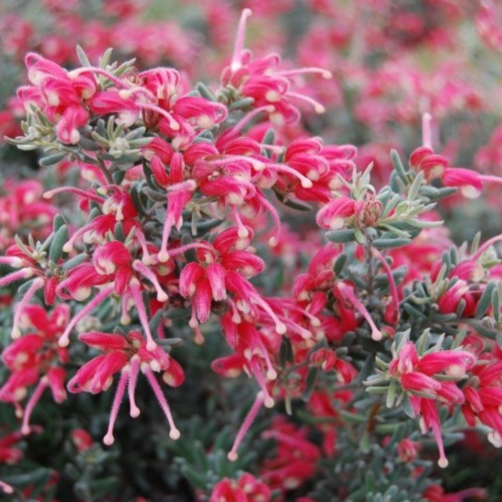 Grevillea 'Jelly Baby' -  Grevillea lavandulacea alpina Jelly Baby