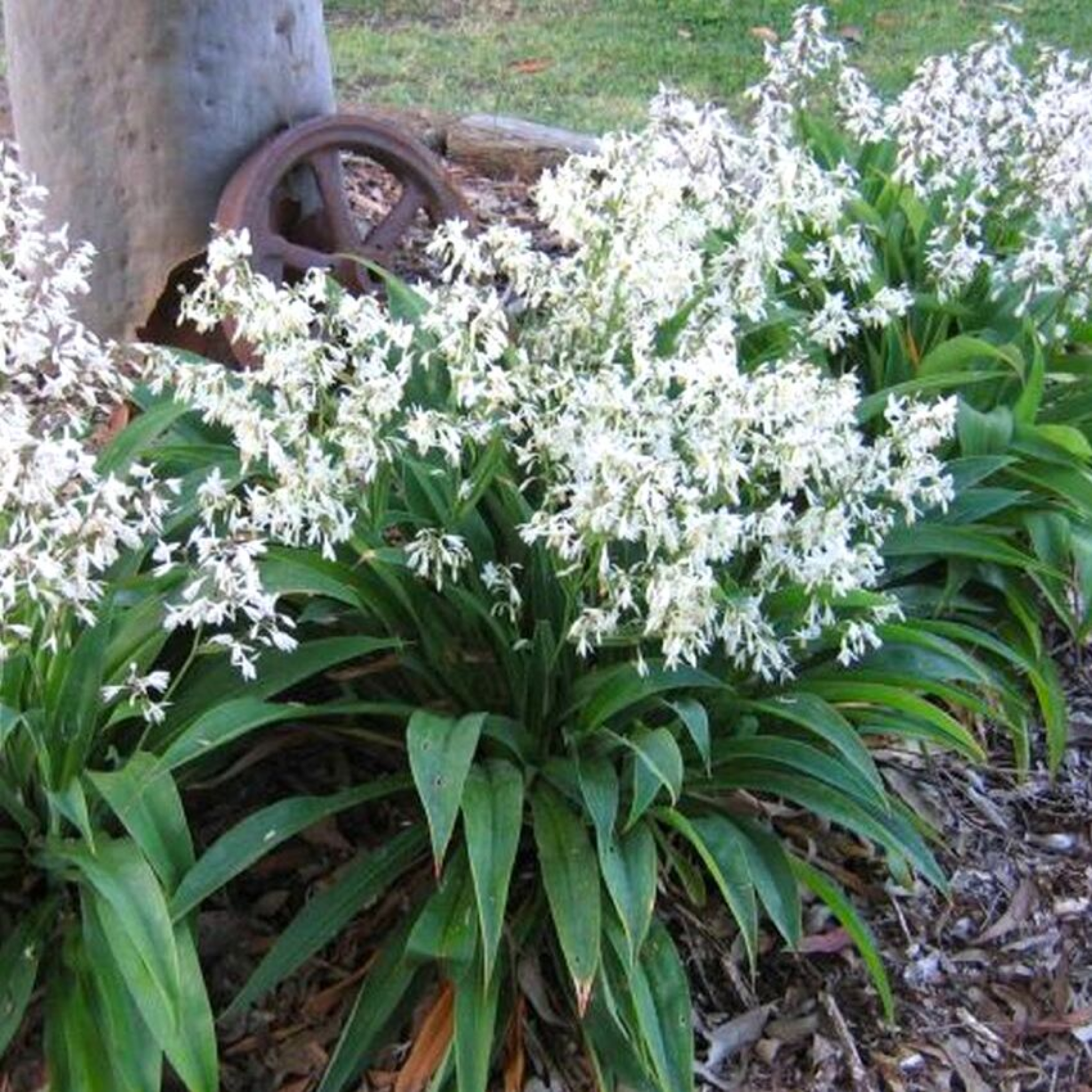 White flowers with green leaves in a garden setting with a rustic wheel in the background.