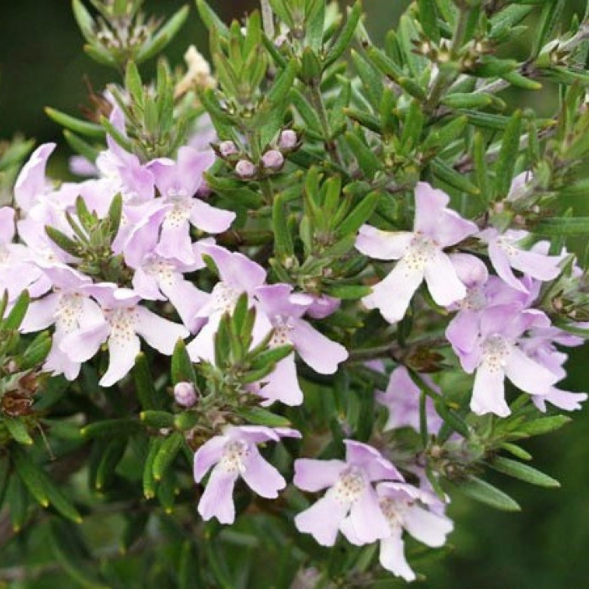 Coastal Rosemary Wynyabbie Gem - Westringia fruticosa Wynyabbie Gem