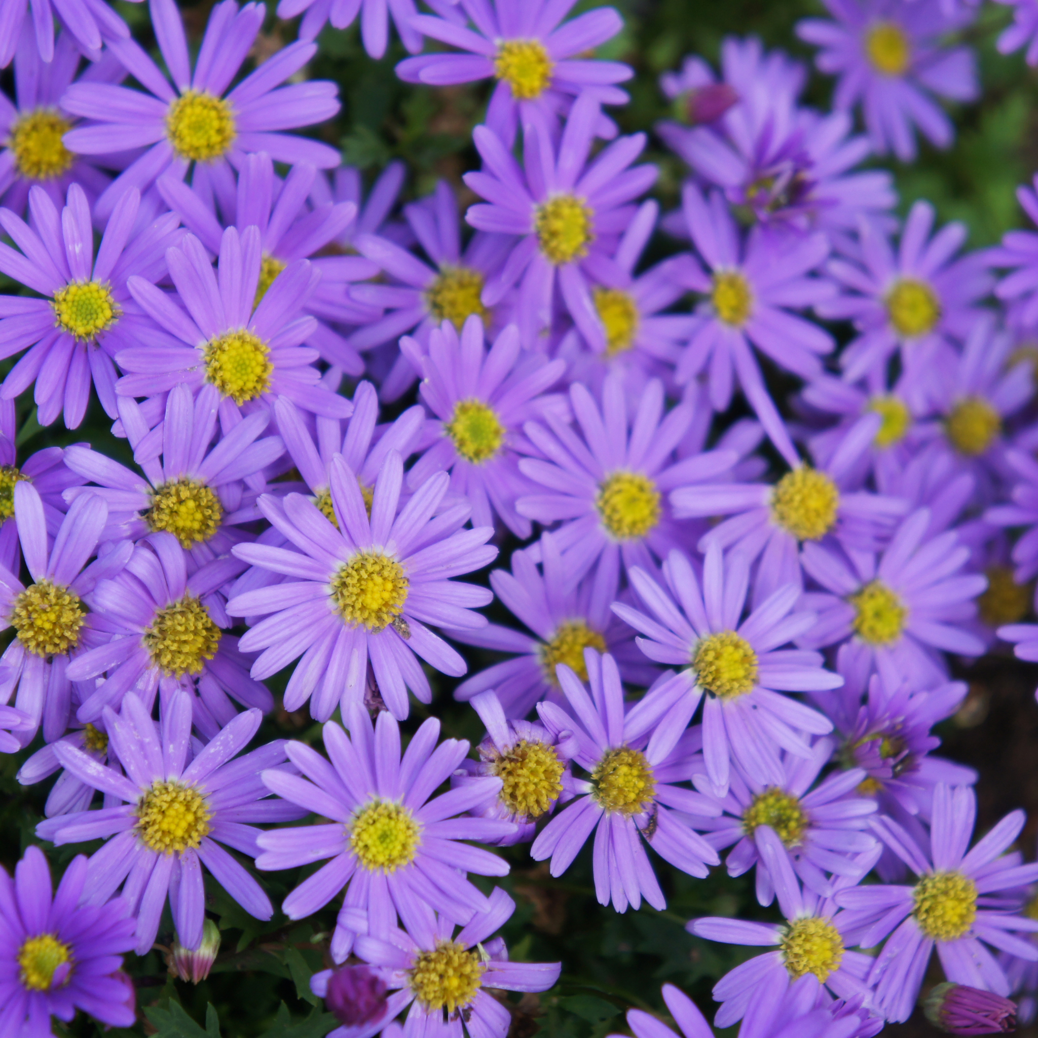Stiff Daisy Fresco Purple - Brachyscome angustifolia 'Fresco Purple'