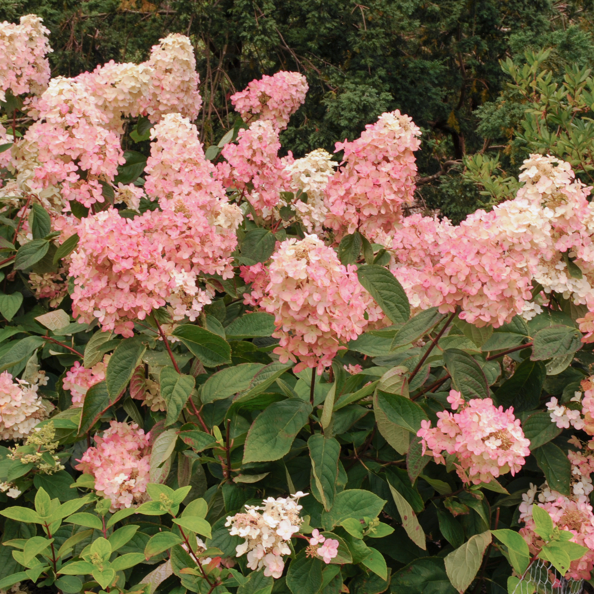 Panicled Hydrangea - Hydrangea paniculata Sundae Fraise