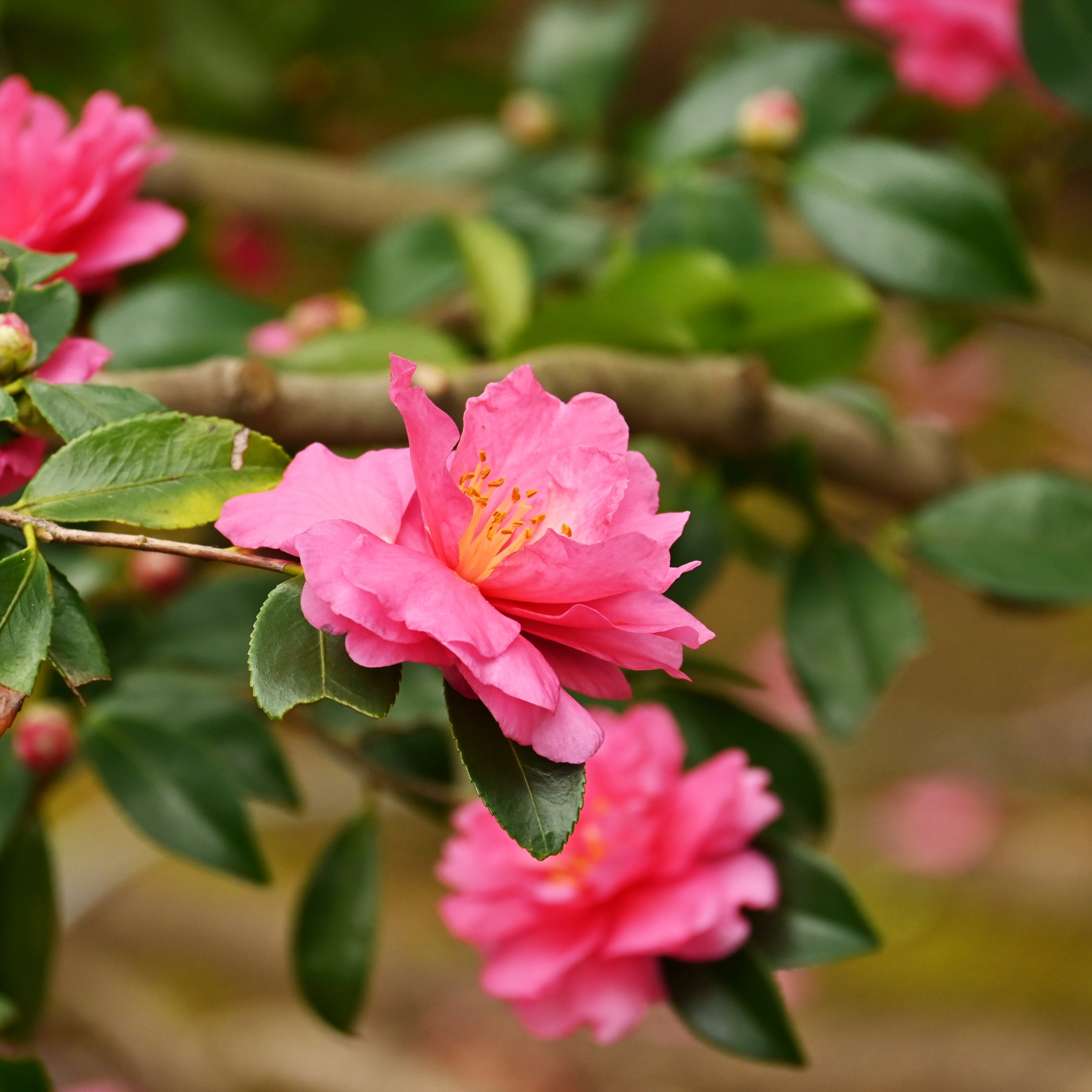 Camellia sasanqua Assorted