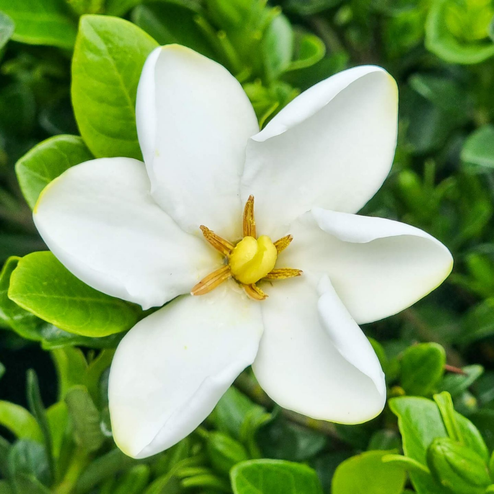 Gardenia augusta Grandiflora Star