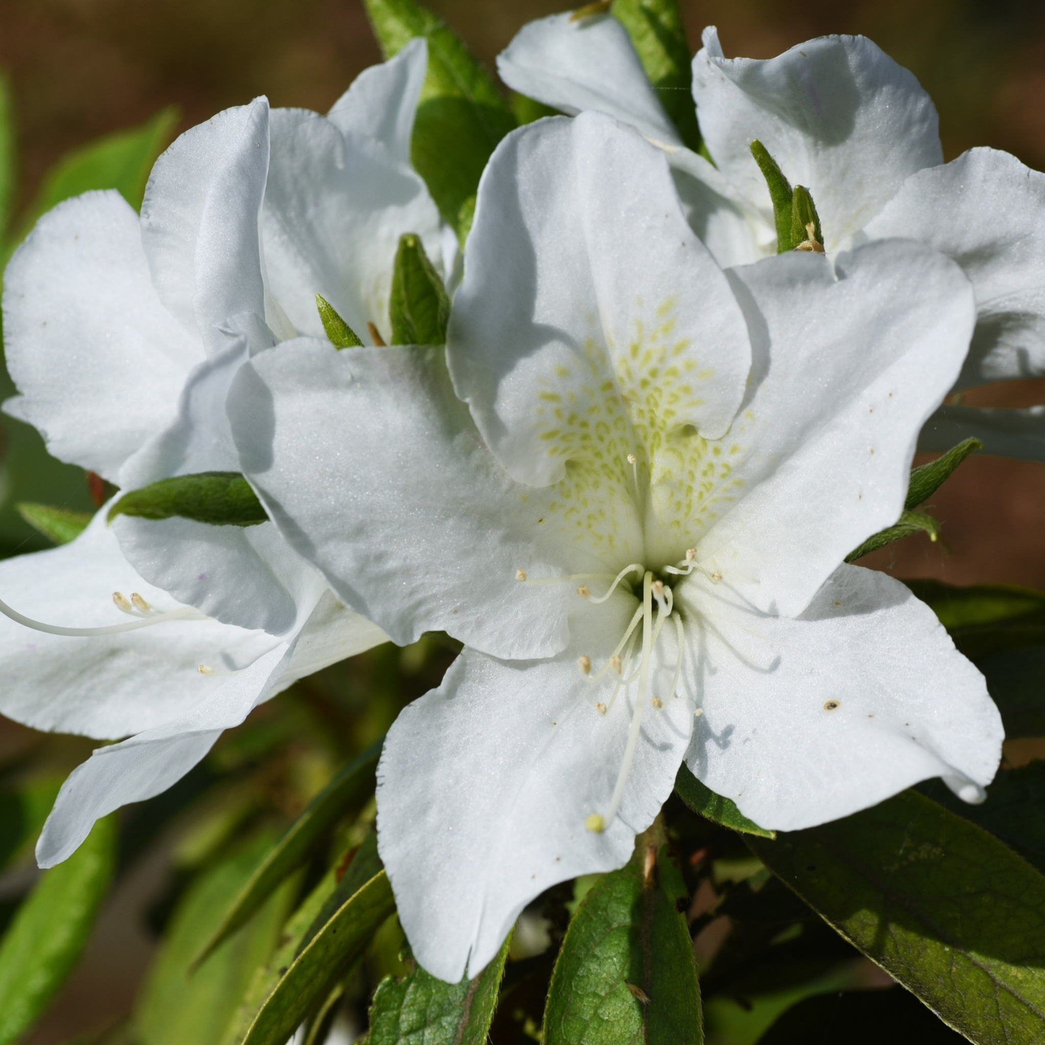 Close-up of a white flower with green leaves