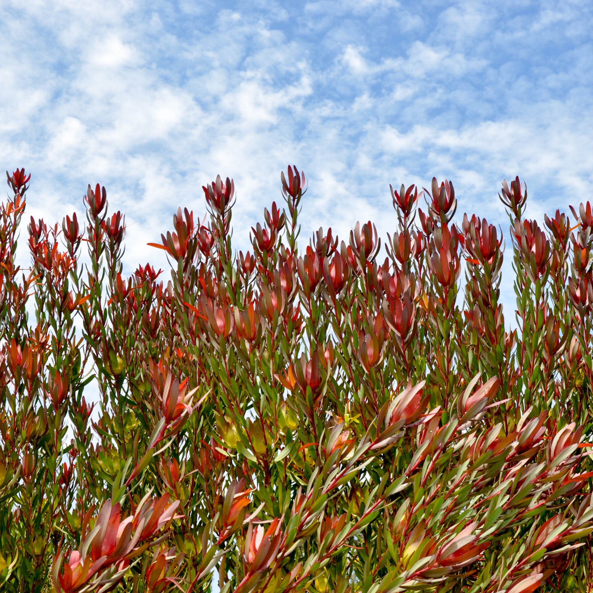 Safari Sunset Conebush - Leucadendron laureolum Safari Sunset