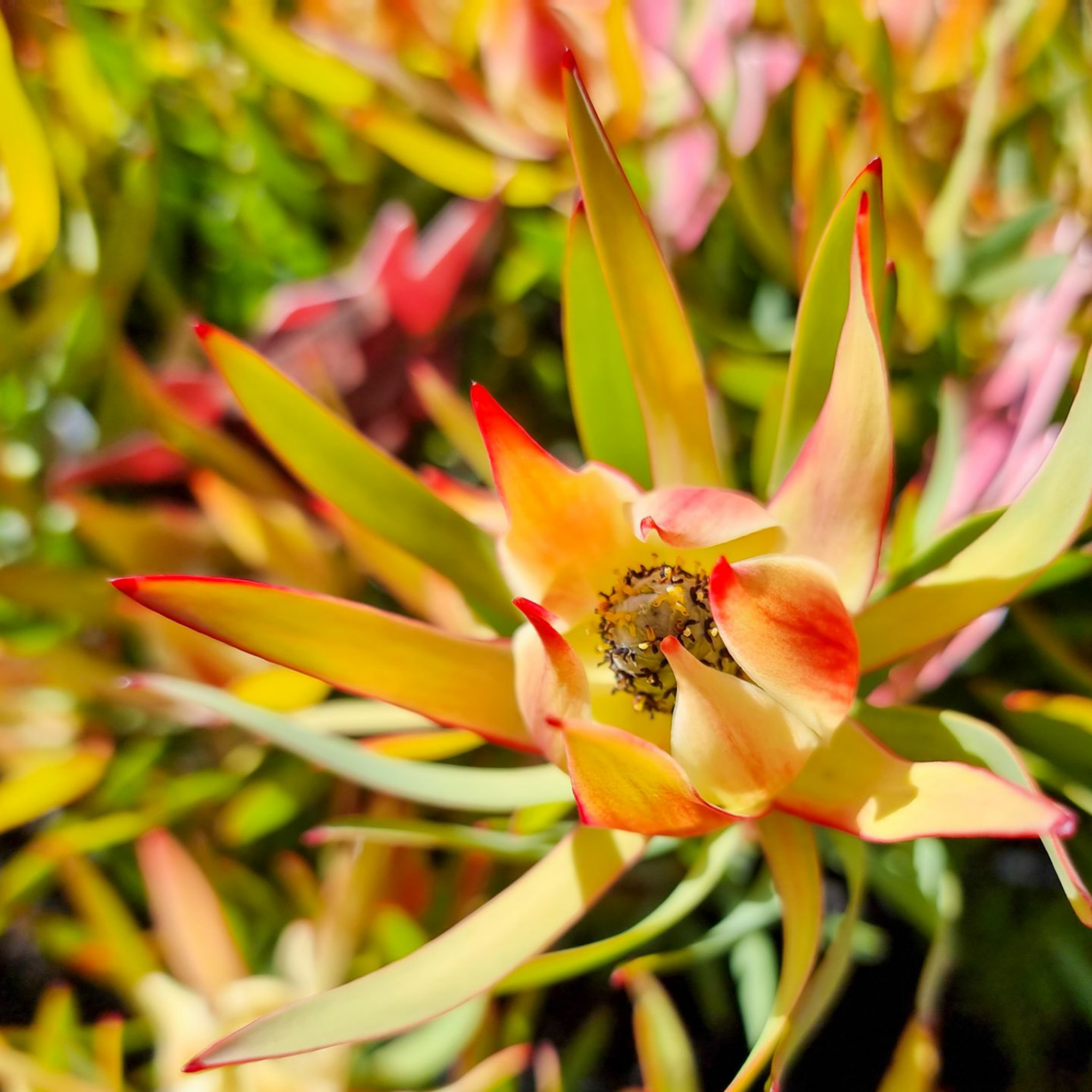 Conebush Harlequin - Leucadendron laureolum salignum Harlequin