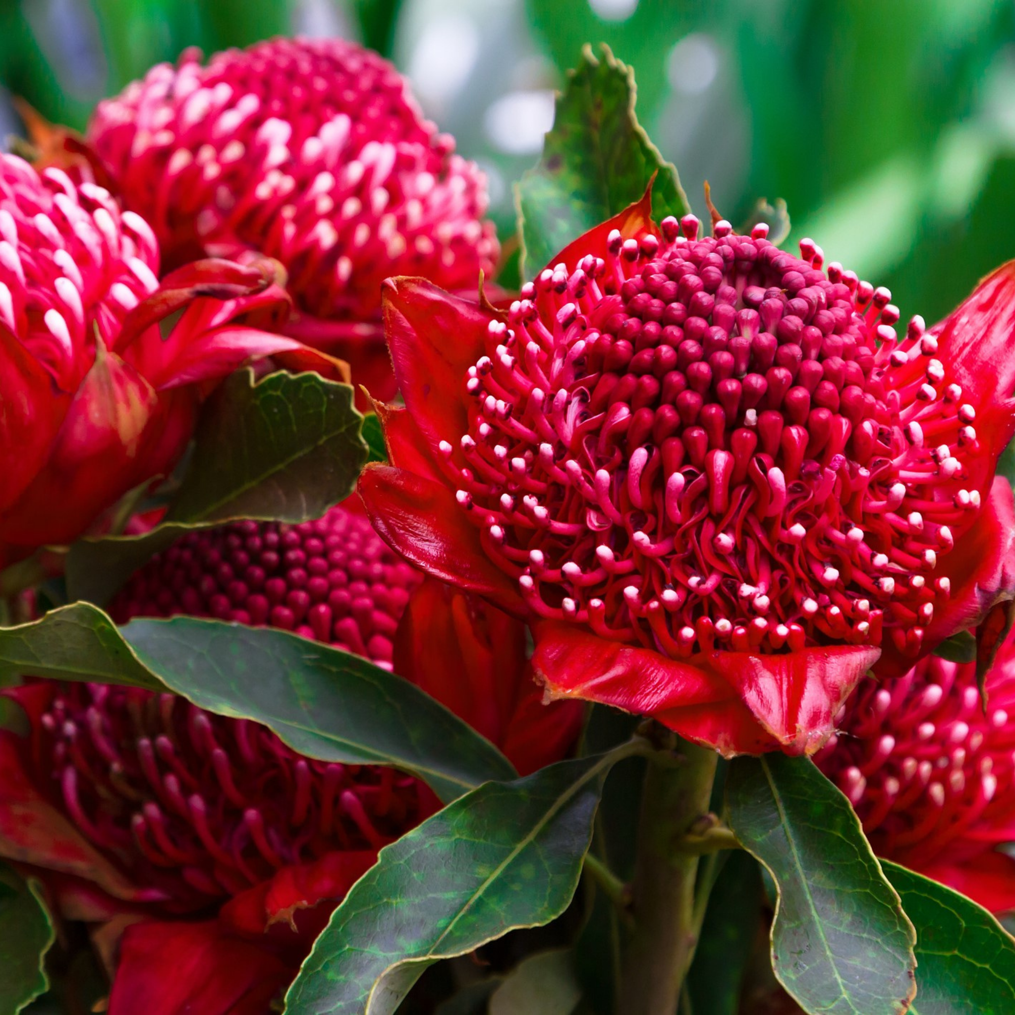 Waratah Gembrook - Telopea hybrida Gembrook