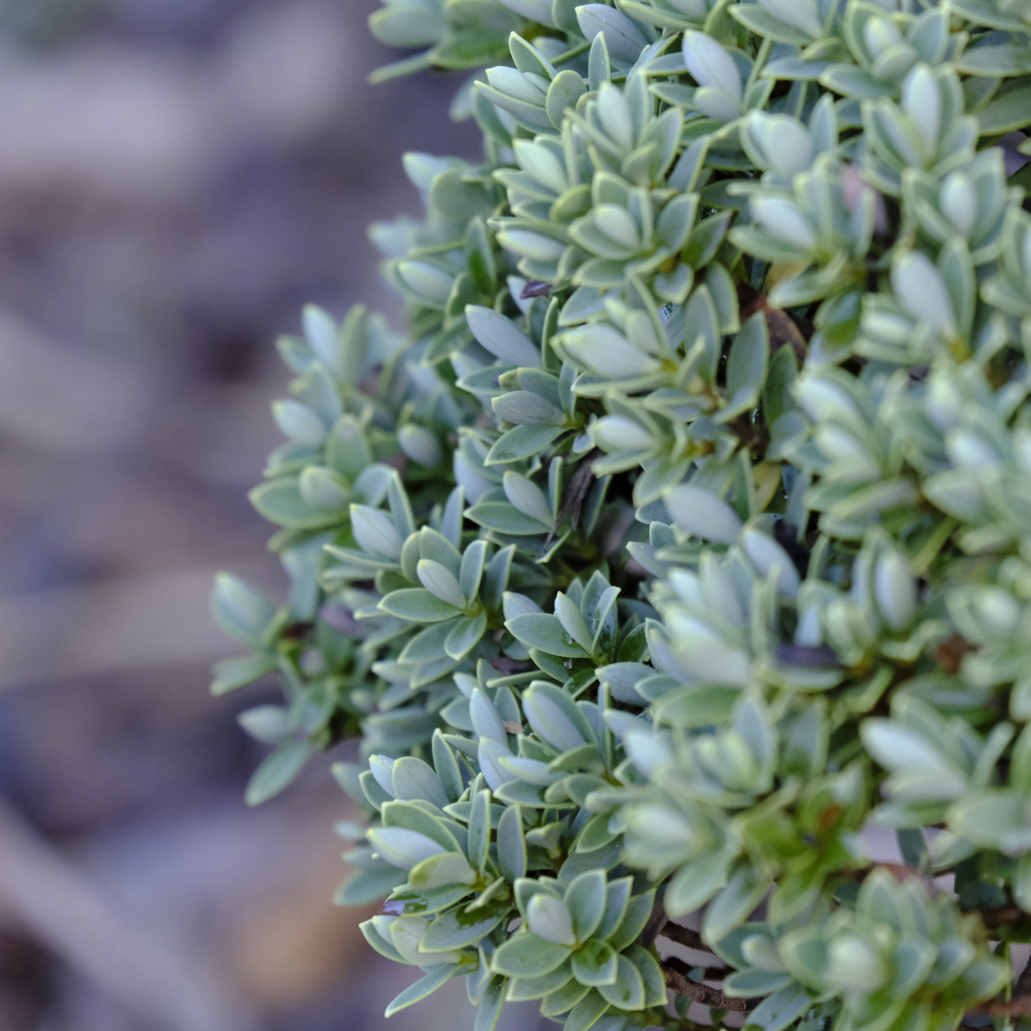 White Hebe - Hebe albicans