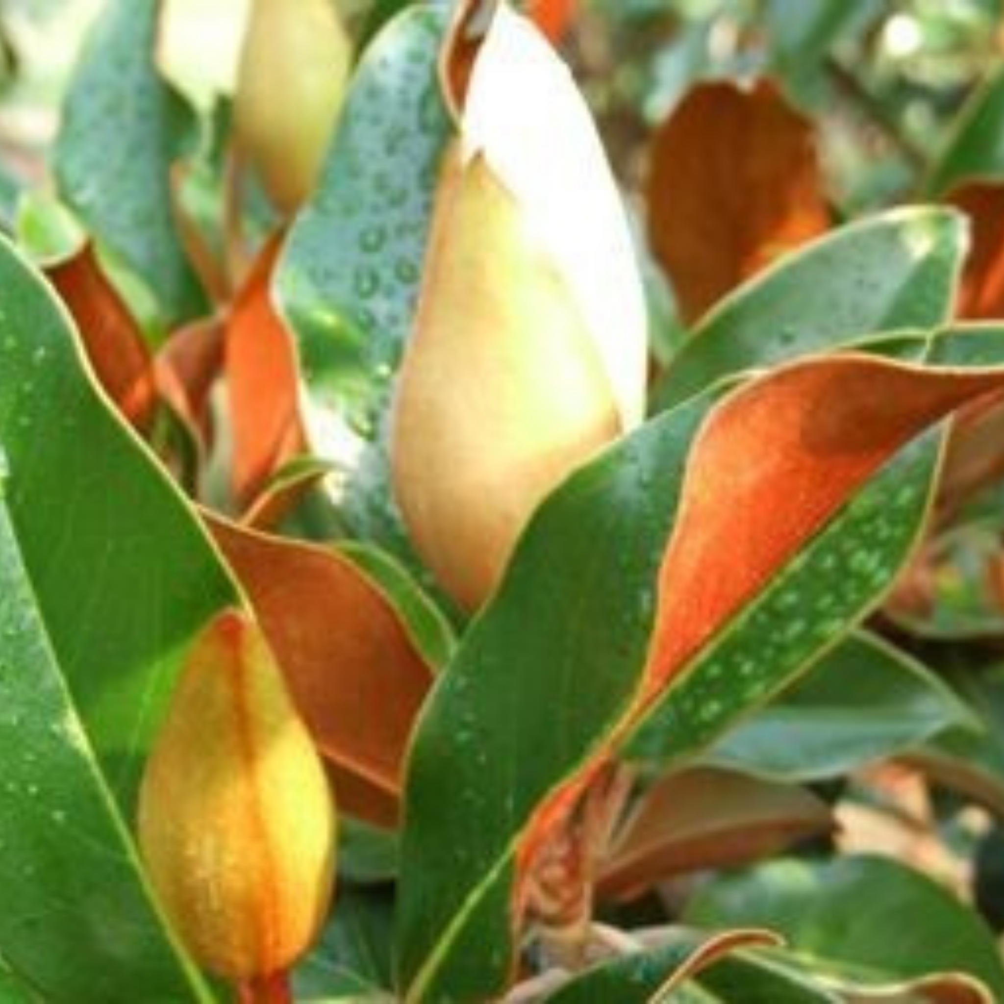 Magnolia Kay Paris - Magnolia grandiflora Kay Parris