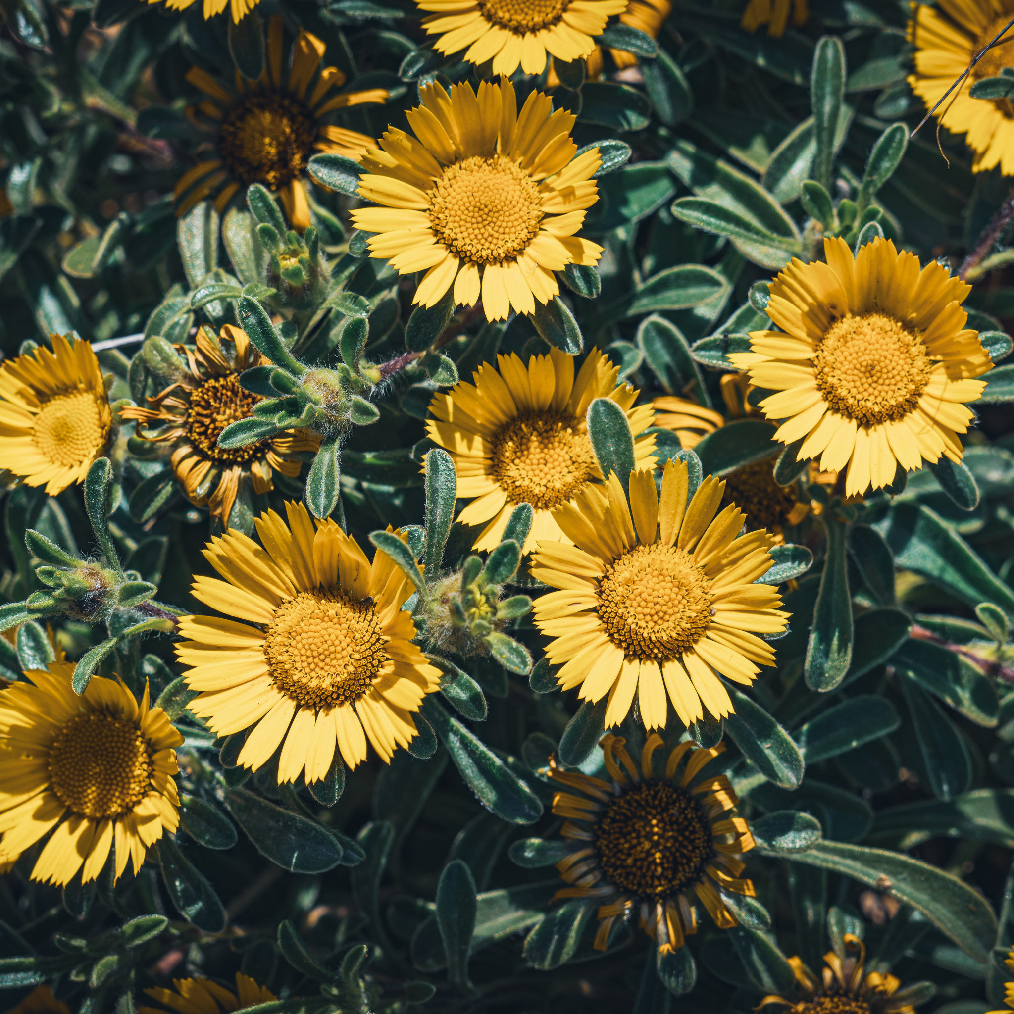 Sea Daisy Teris Yellow - Asteriscus maritimus 'Teris Yellow'