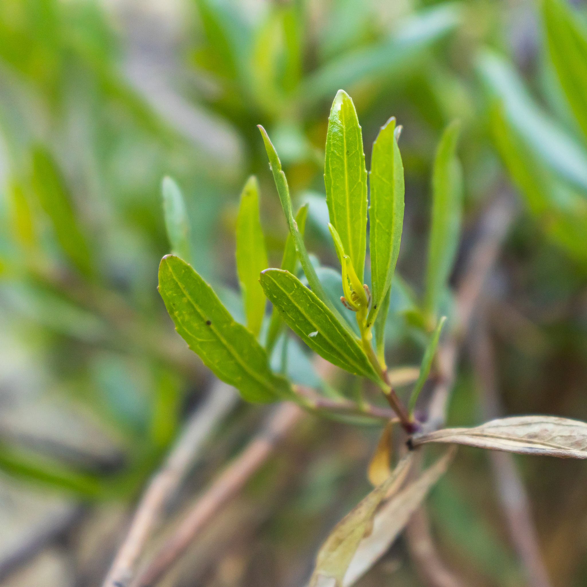 Sticky Hop Bush - Dodonaea viscosa