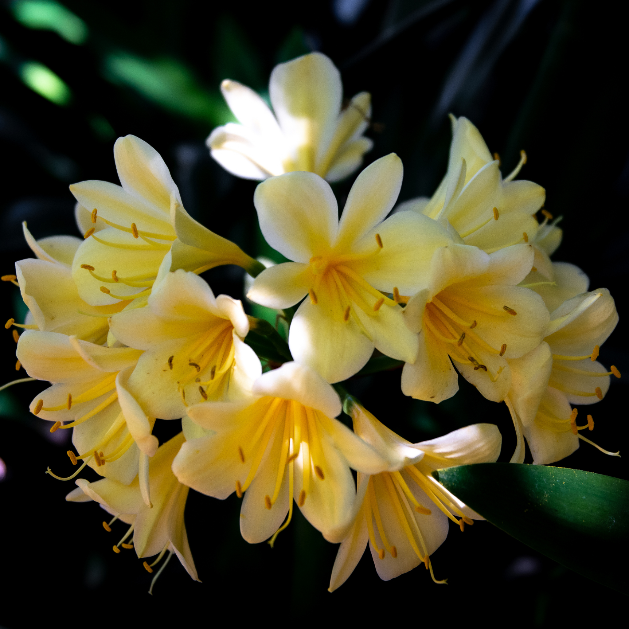 Close-up of yellow flowers with green leaves on a dark background