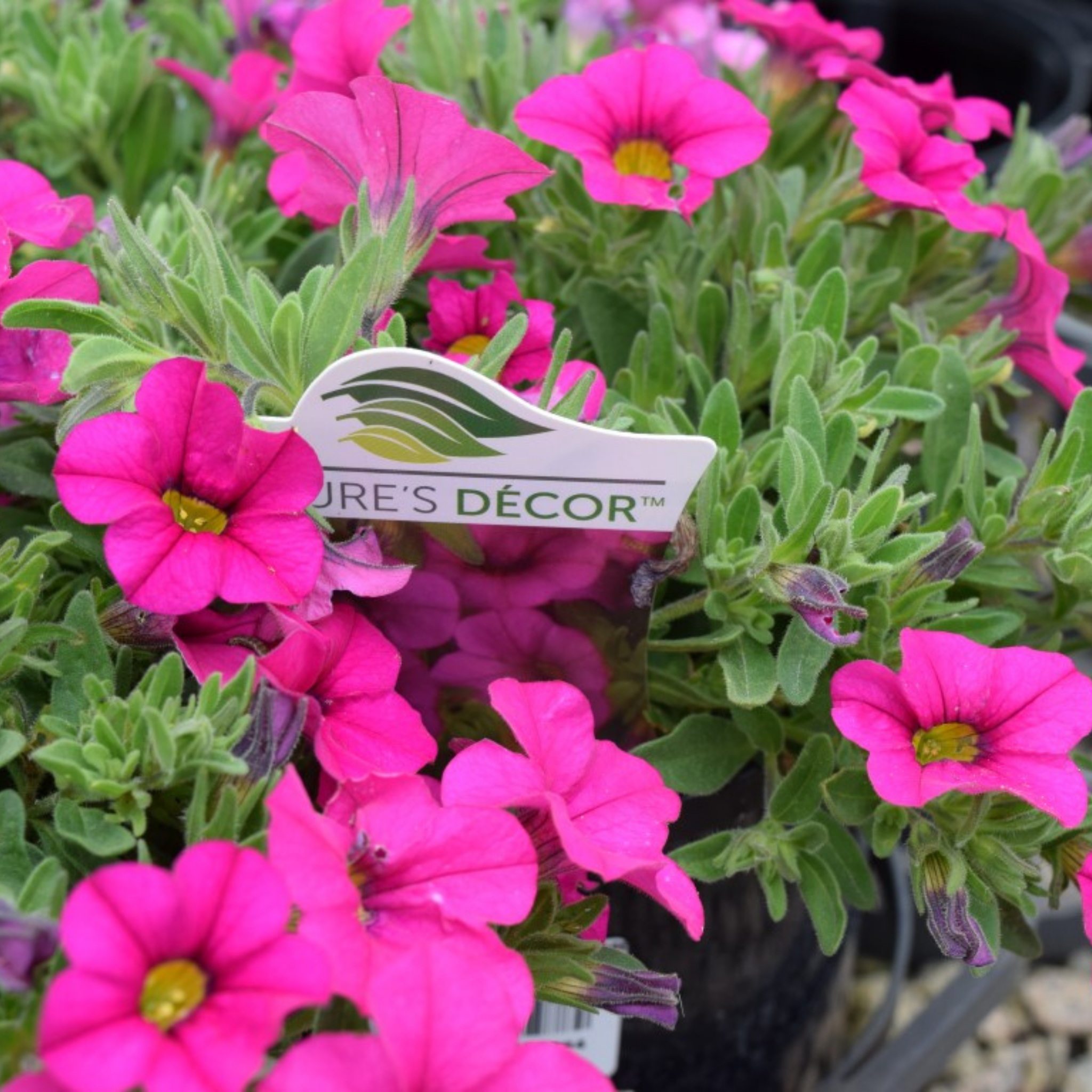 Mini Petunia Calipetite Rose  - Calibrachoa hybrida Calipetite Rose