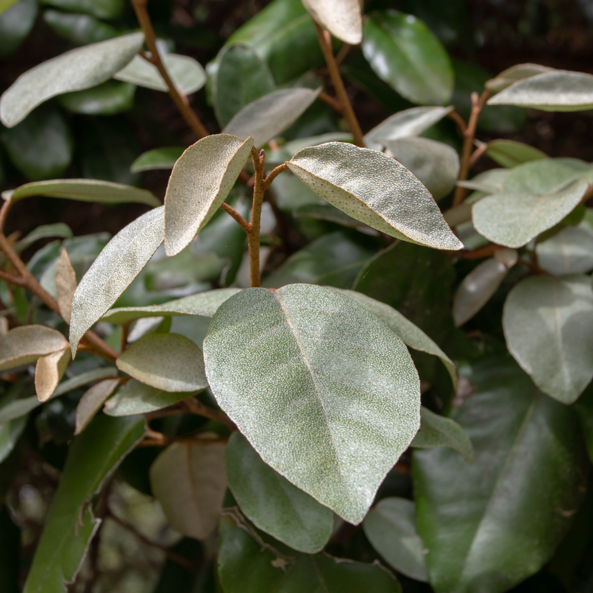 Ebbings Silverberry - Elaeagnus ebbingei