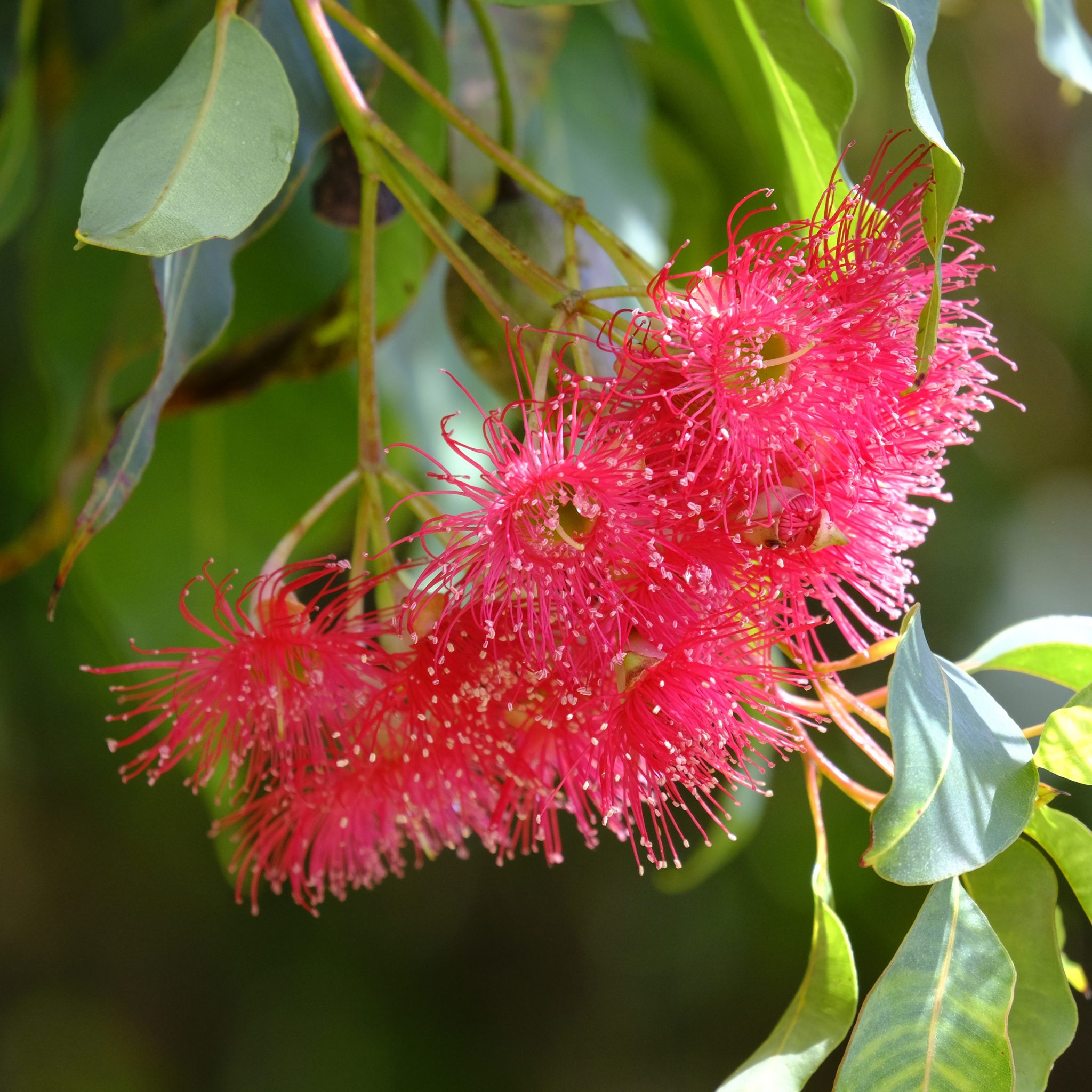 Yellow Gum - Eucalyptus leucoxylon