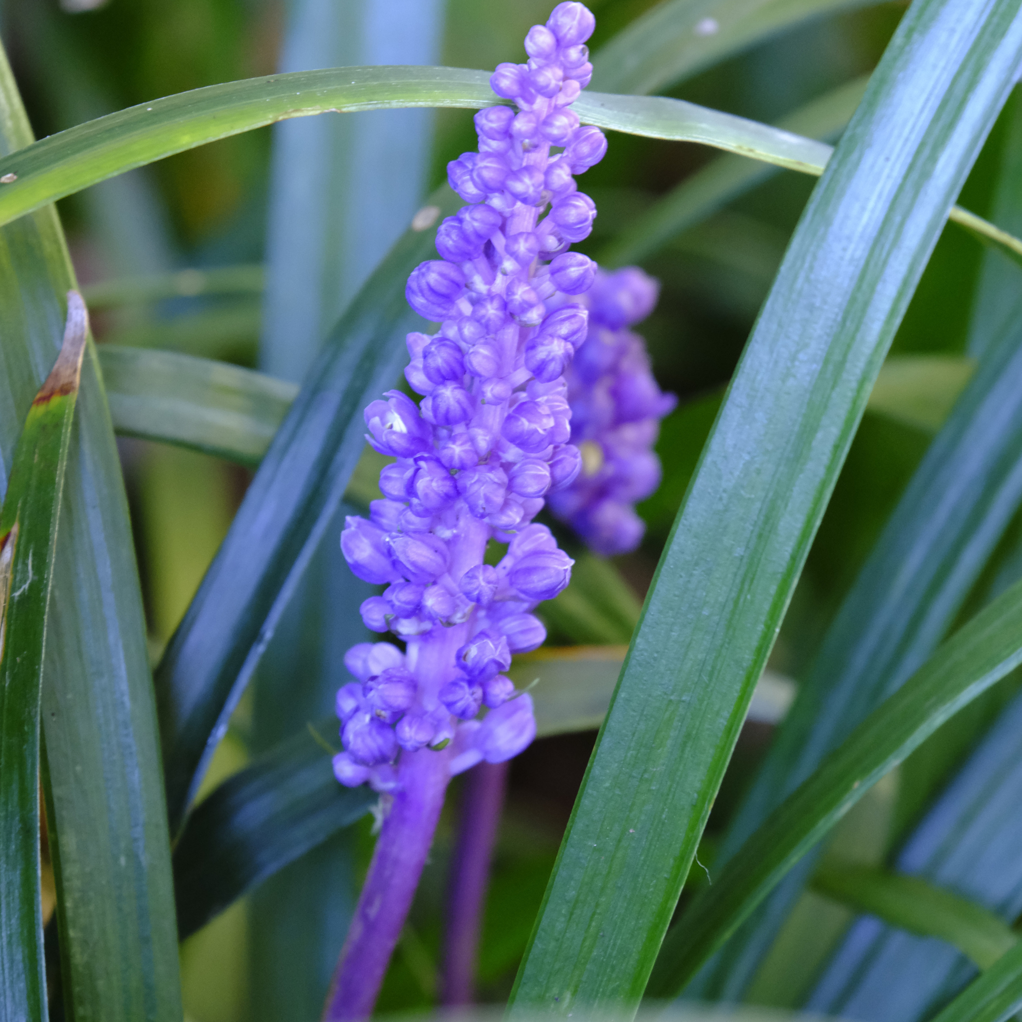 Lillyturf Royal Purple - Liriope muscari Royal Purple