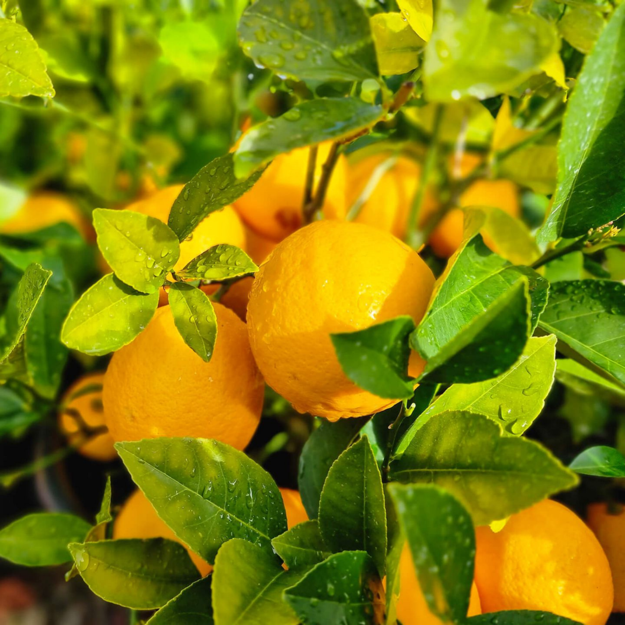 Dwarf Lemonicious Lemon - Citrus limon