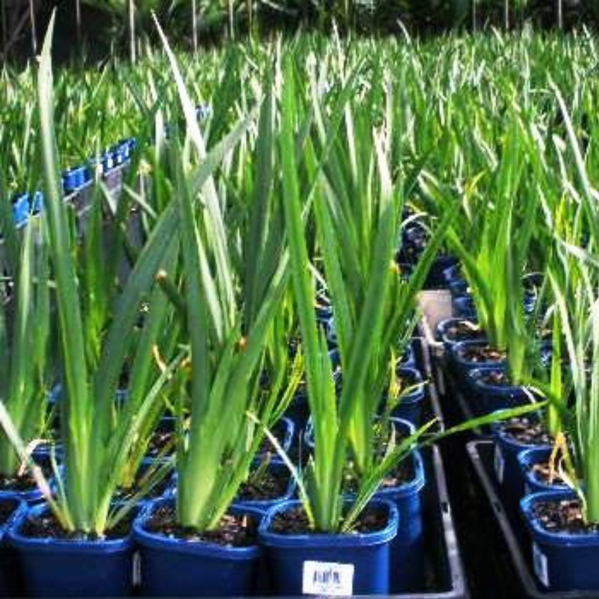 African Iris - Dietes iridioides