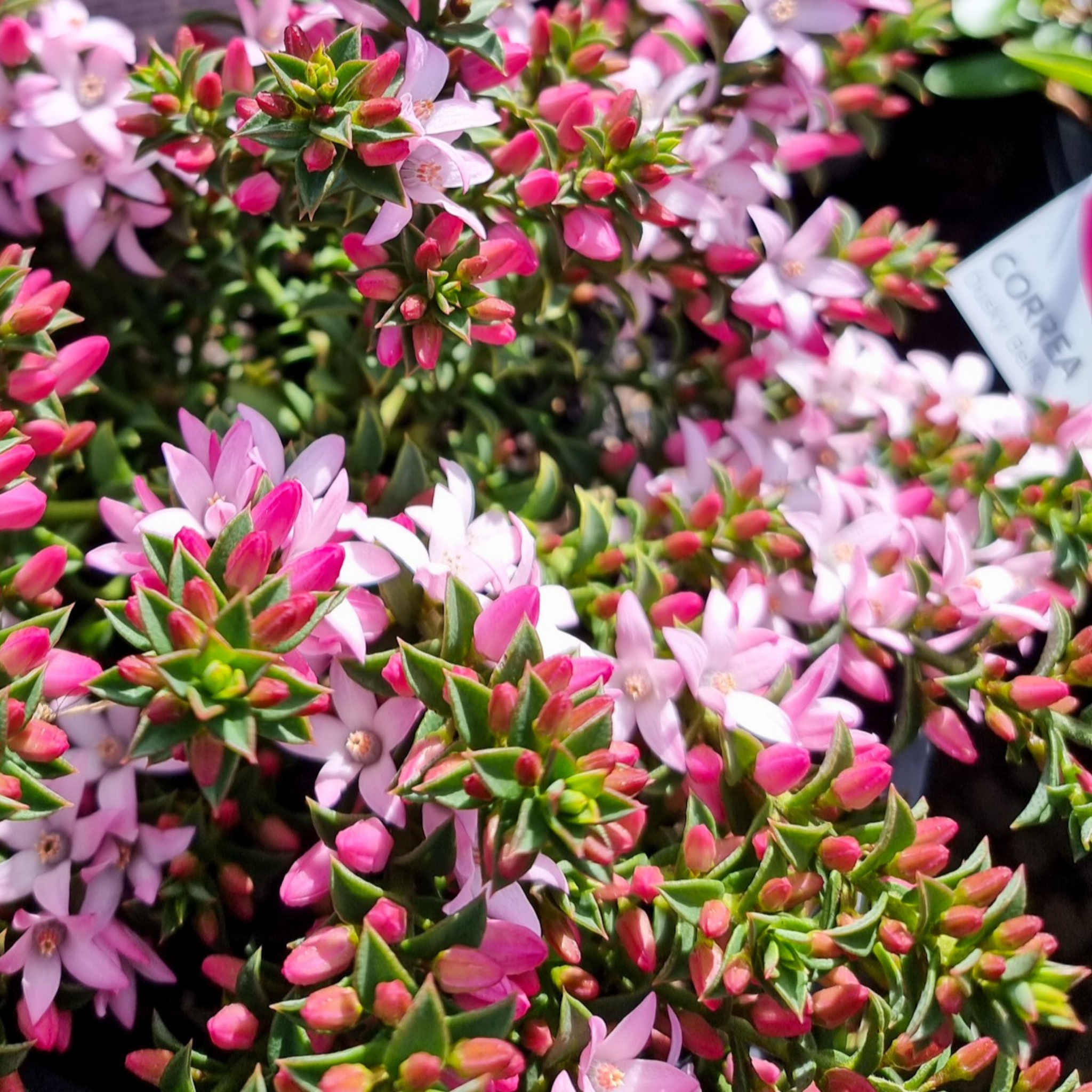 Box Leaf Wax Flower - Philotheca buxifolia Cascade of Stars