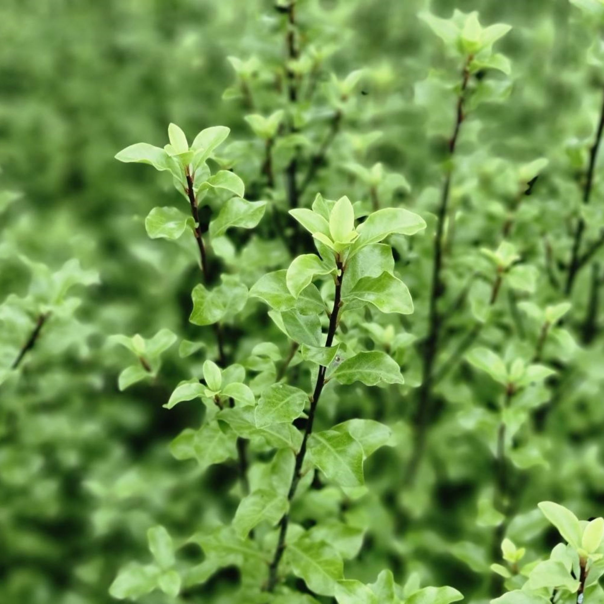 Close-up of green leaves on a blurred green background