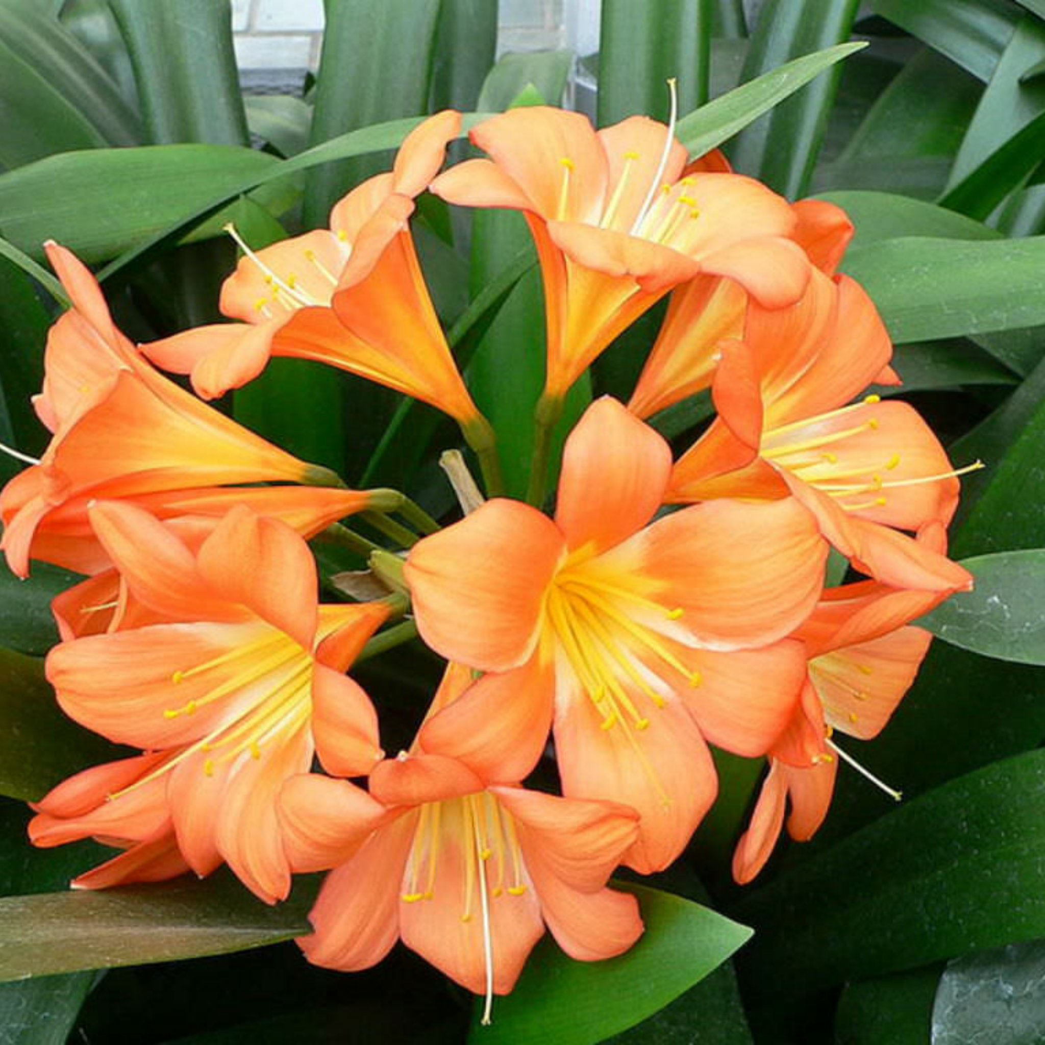 Cluster of orange flowers with green leaves in the background