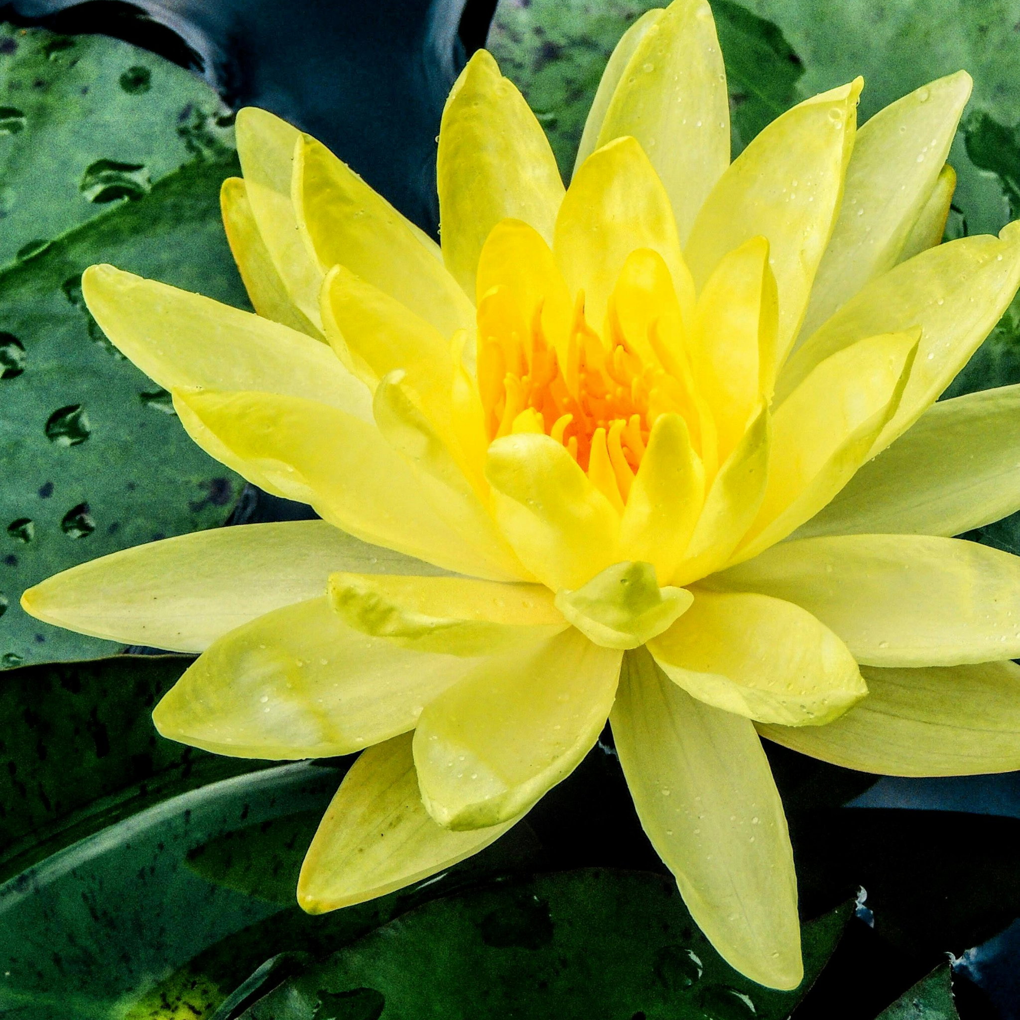 Yellow Water Lily - Nymphaea hybrida Yellow